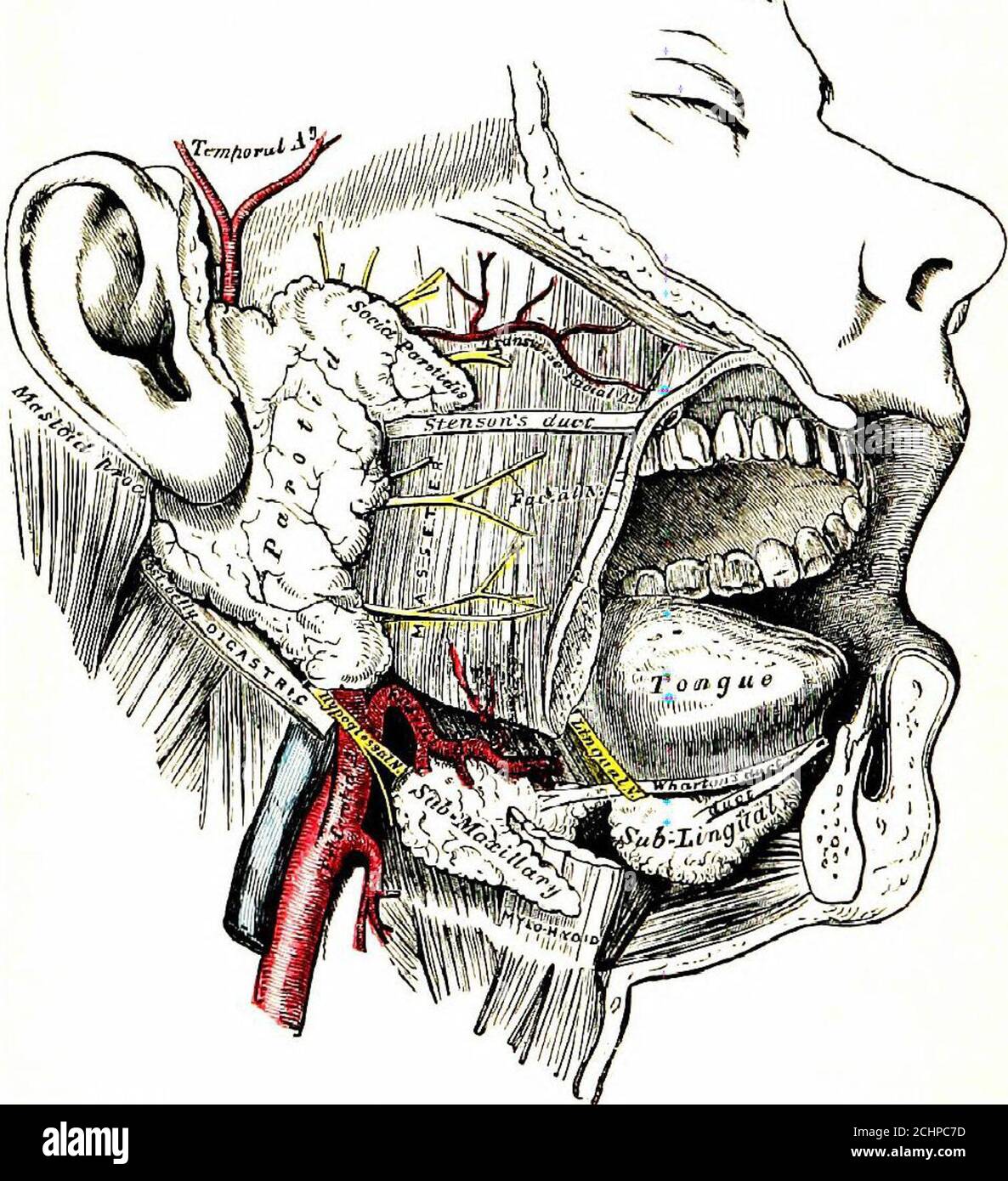 Fisiologia umana . Fig. 109.-i muscoli pterigoidi; i muscoli superficiali,  l'Arco zigomatico e la porzione del Ramus della Giaw sono stati rimossi. Le  superfici dei bicuspidi e dei molari. La bocca