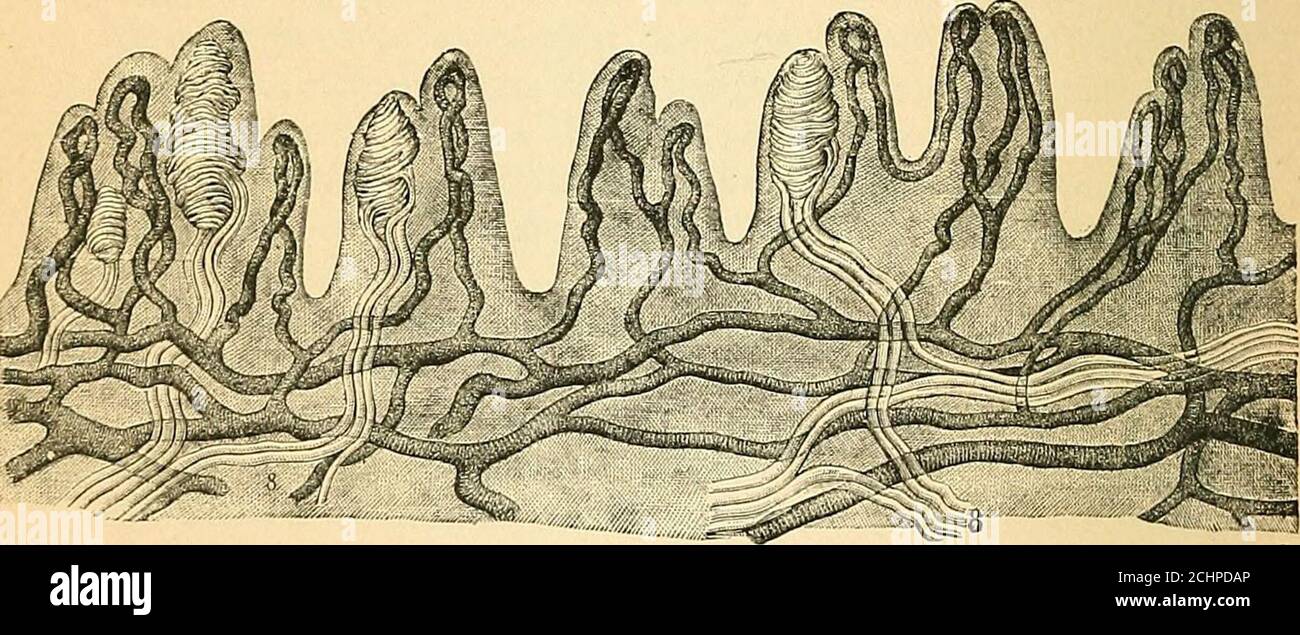 . Un testo-libro di fisiologia comparativa per studenti e professionisti della medicina comparativa (veterinaria) . Rolandocostituiscono l'area del motore hest determinata. L'intero argomento della localizzazione corticale richiede molto studio aggiuntivo, specialmente mediante il metodo comparativo nel senso più ampio, cioè mediante un confronto dei risultati dell'operativeprocedure in una varietà di gruppi di animali, e dei risultati dell'invigazione clinica, patologica, fisiologica e psicologica. Si deve tener conto in particolare delle differenze che devono essere osservate, sia per il gruppo che per l'individuo; e in ogni caso per l'i Foto Stock