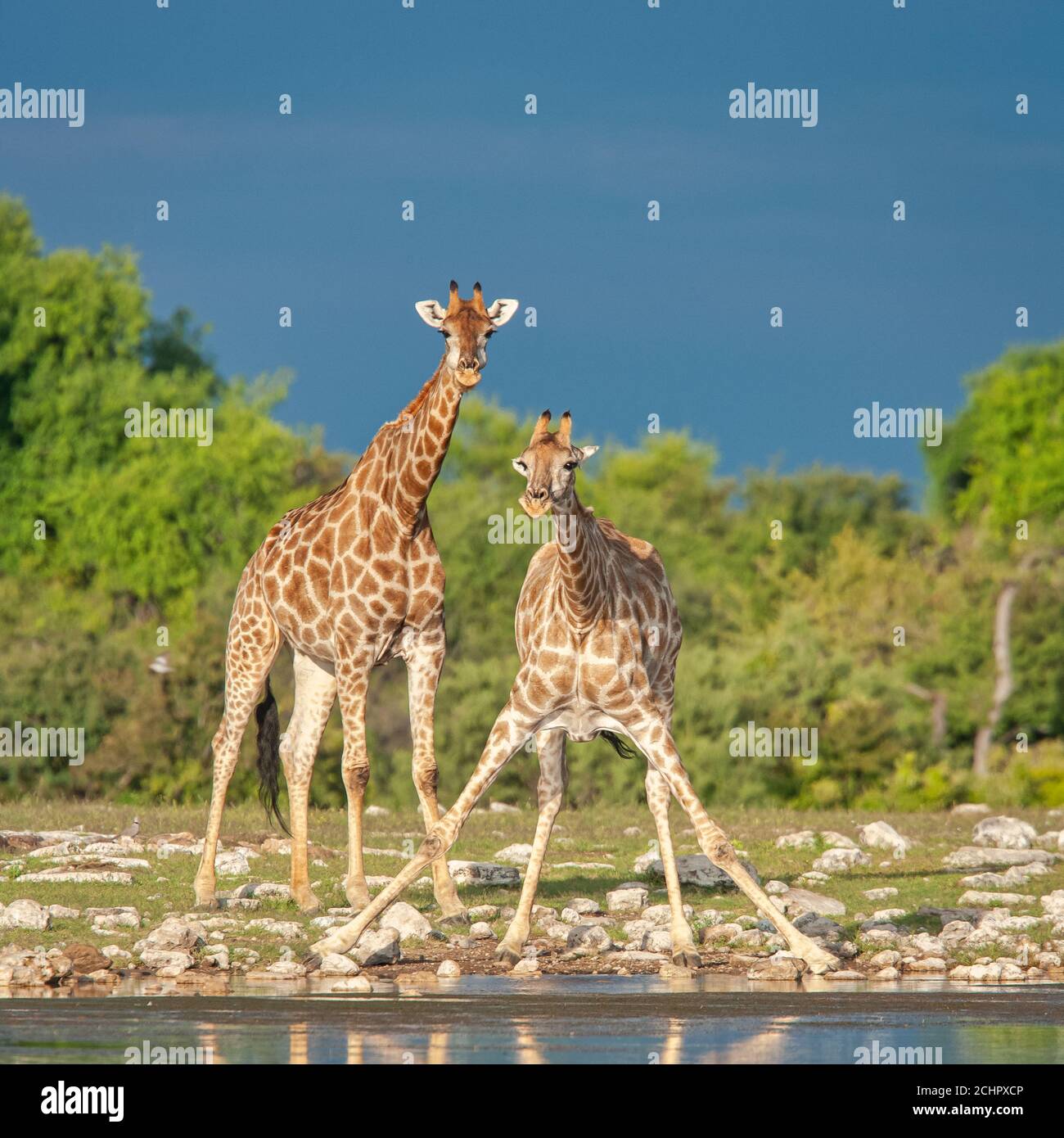 Un paio di Giraffe si preparano a bere da una buca d'acqua nel Parco Nazionale di Nambias Etosha. Foto Stock