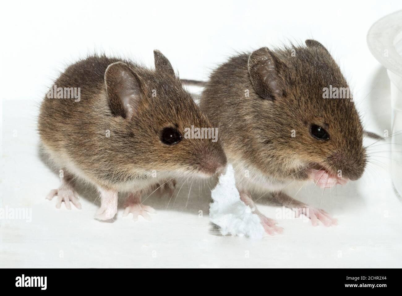 Mouse campo. REGNO UNITO. Foto Stock