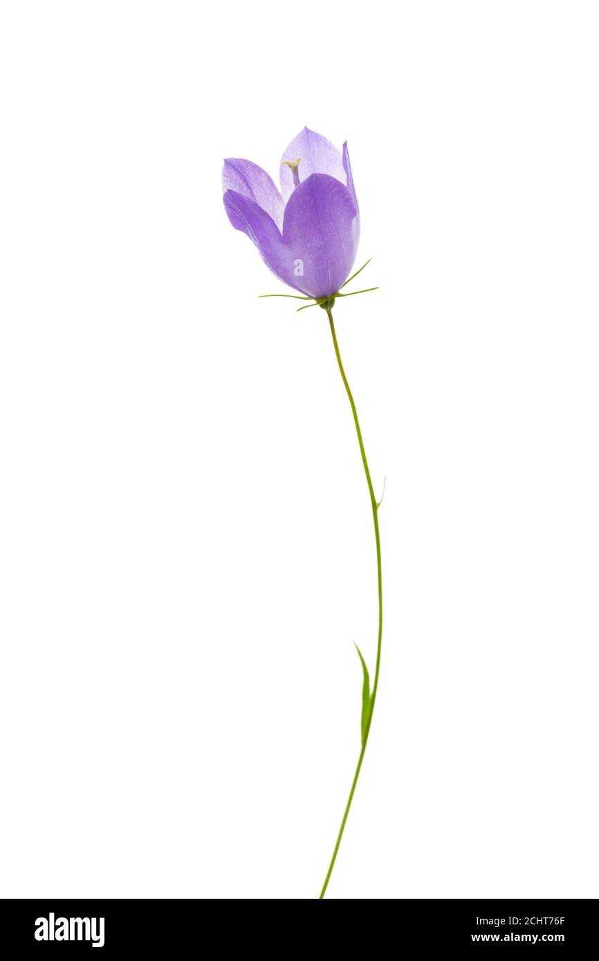 La Campanula isolati su sfondo bianco. Foto Stock