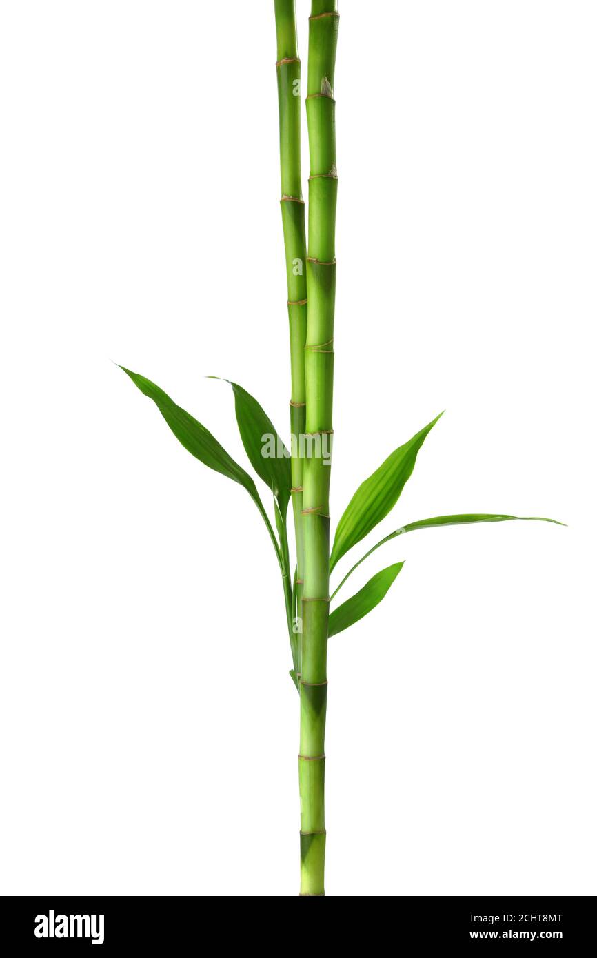 Due rami di bambù isolato su sfondo bianco. Dracaena di Sander Foto Stock