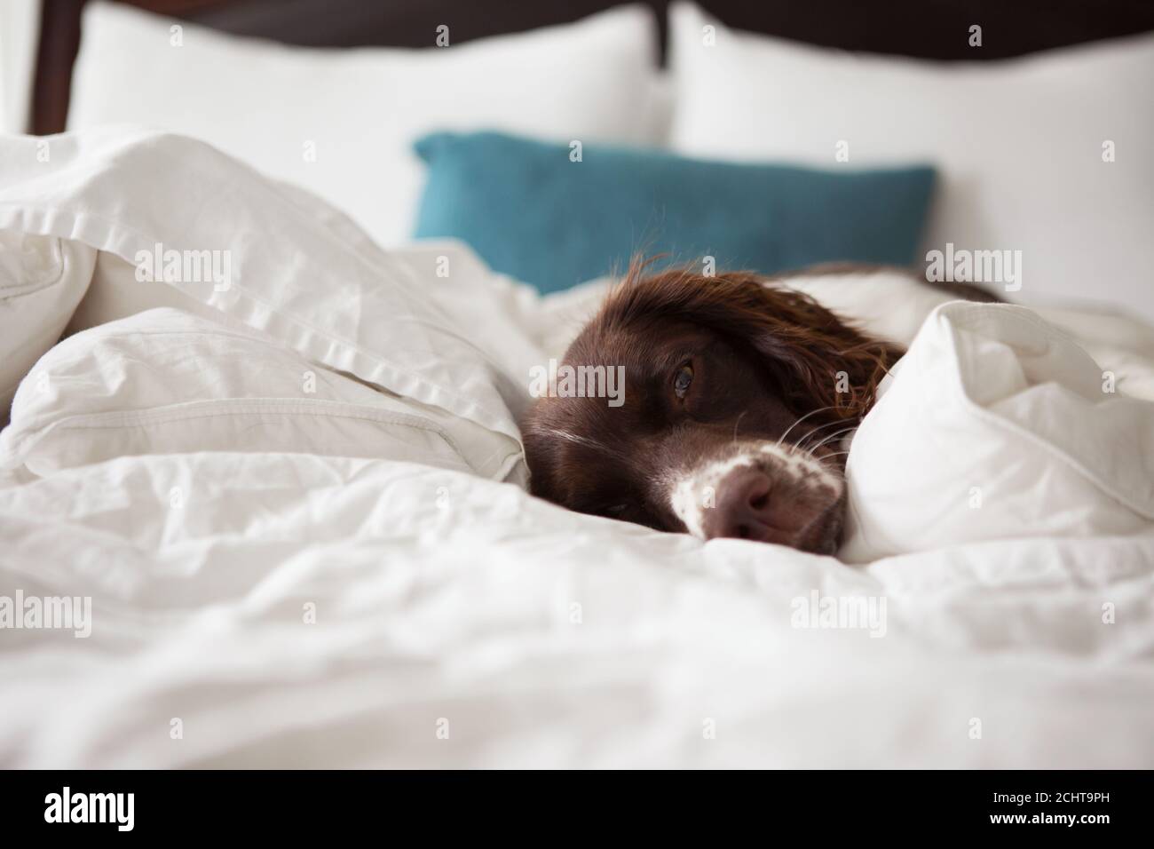 Fegato e White English Springer Spaniel Puppy dormono su un Letto con biancheria da letto bianca Foto Stock