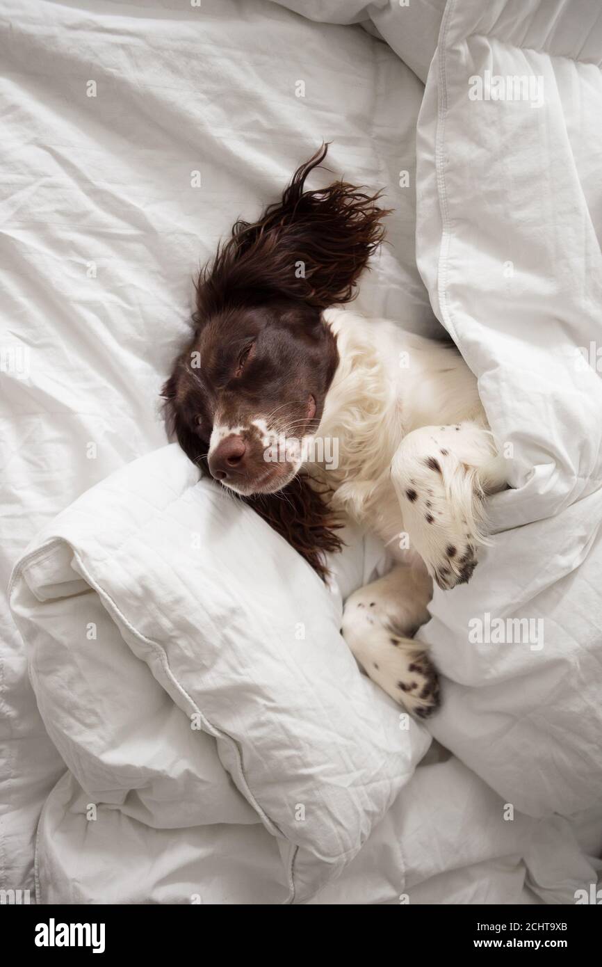 Fegato e White English Springer Spaniel Puppy dormono su un Letto con biancheria da letto bianca Foto Stock