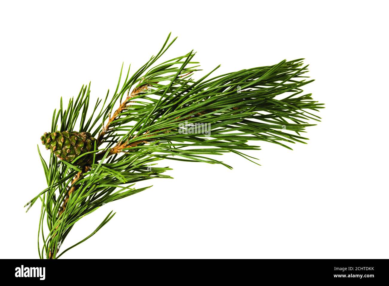 Primo piano vista del ramo verde dei pini con cono marrone. Concetto di natura. Concetto di Natale. Foto Stock
