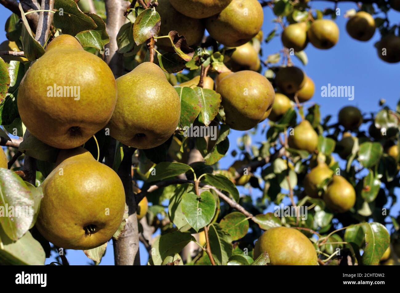 primo piano di pere in crescita su un albero nel frutteto Foto Stock