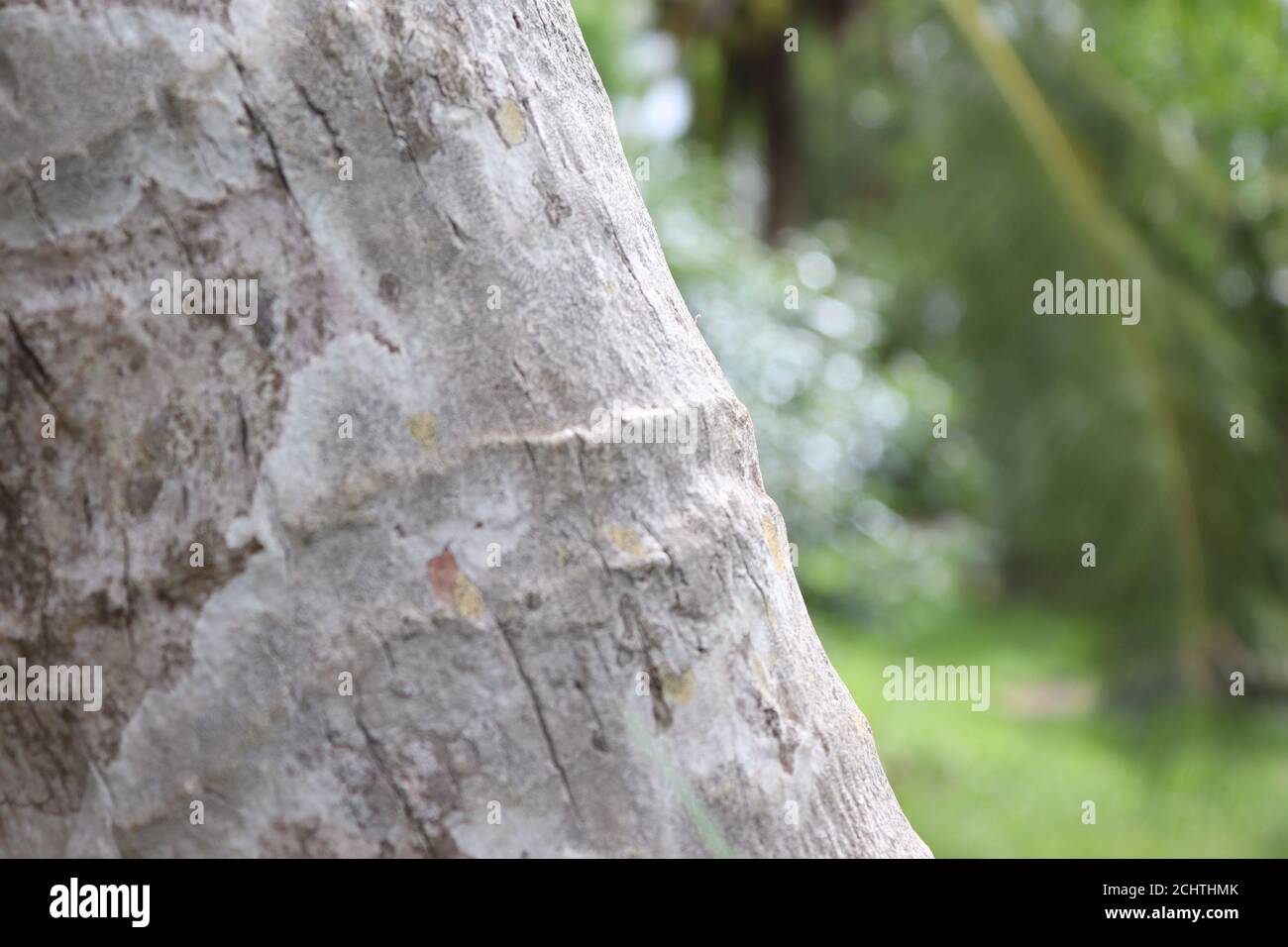 In Asia meridionale, Sri Lnaka, gli alberi di cocco sono più popolari nel paese. Corteccia degli alberi di cocco danno vari disegni dalla natura. Foto Stock