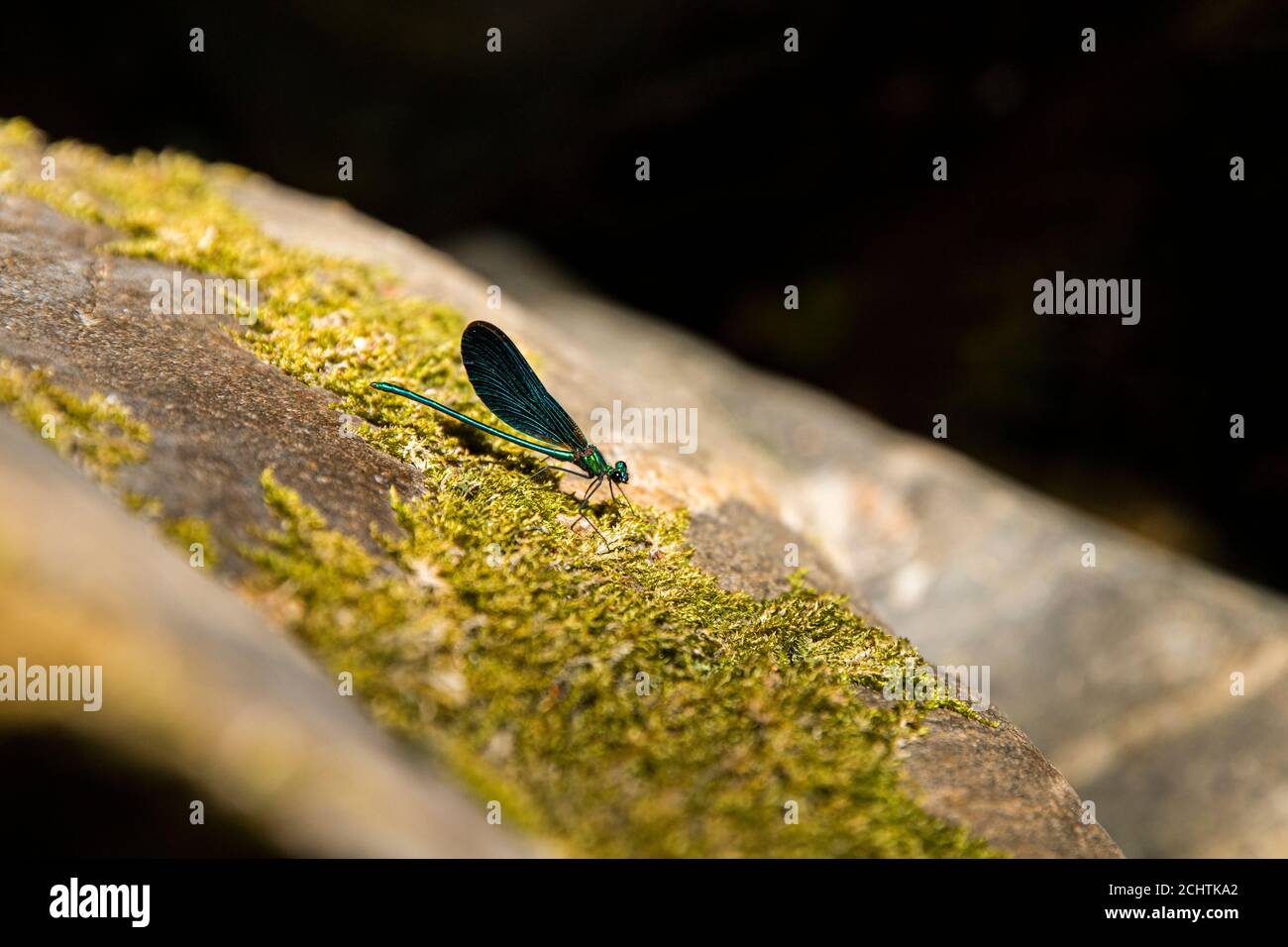 Una libellula blu tra le foglie e nella sua atmosfera naturale. Foto Stock