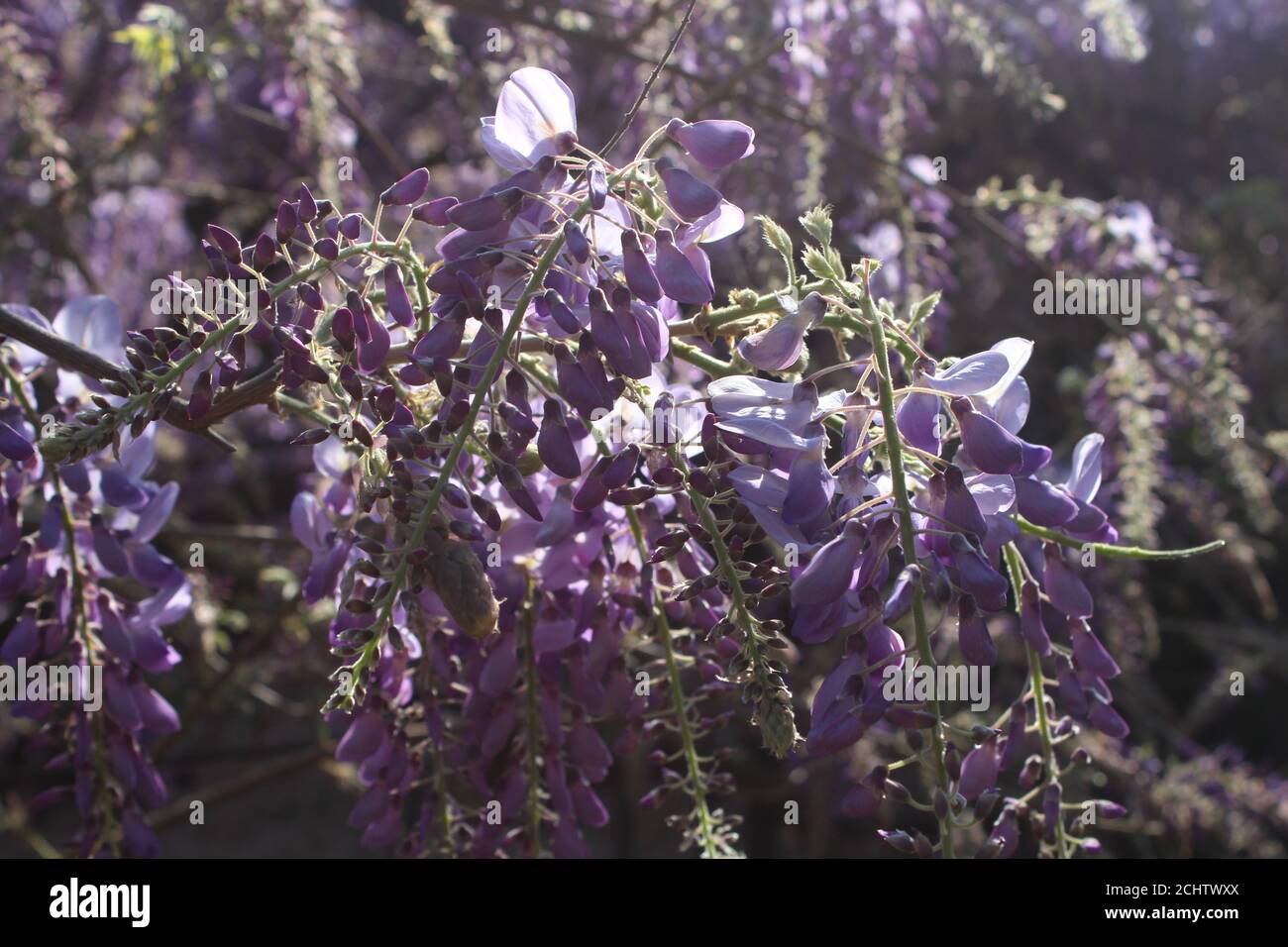 Eccezionali fiori wisteria viola Foto Stock