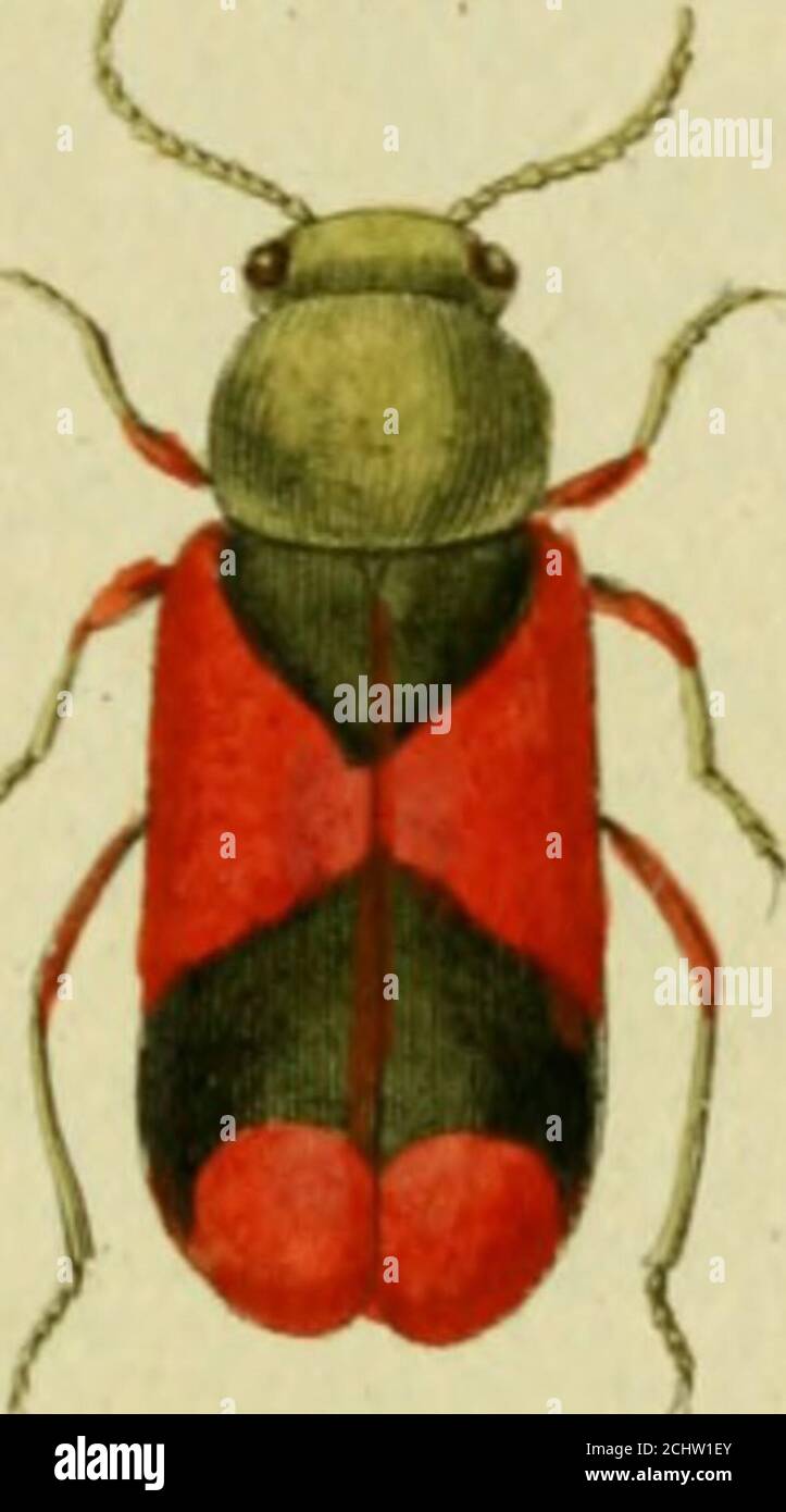 . Favnae insettorvm Germanicae initia, oder, Deutschlands Insecten . ^{cz/cicAiciJ /2c/citztus ^czlr? MÄLACHIVS fasciatus. Der RollibandirU Tf^arzenklfer. La cicindc-le ä handes rouges. Geoffr. Te»lephore ä maniche rouges. Degecr, JVIalachius fascciatus: Elytvis nigris, fascciis duabn« rufis. Fahric. Sist. Int. T. I. n. i3. Pag. 226. Sist. N. ENT 4. pag. 208. Spec. Ins T. I. n.5.p. 262. Mant. Ins T. I. n. 8. Pag. 169.Cantharis fascinata. Linn. Sist. N. NAT 10. Pag. 648- ed. XIII. N. 10. pag. 1899. Faun. Si.ec. N. 711.Cicindela elyiris nigiis , fasciis duabiis rufiS. Geoffr. Ins T. I. n. i2, pag. 177.Scop. Foto Stock