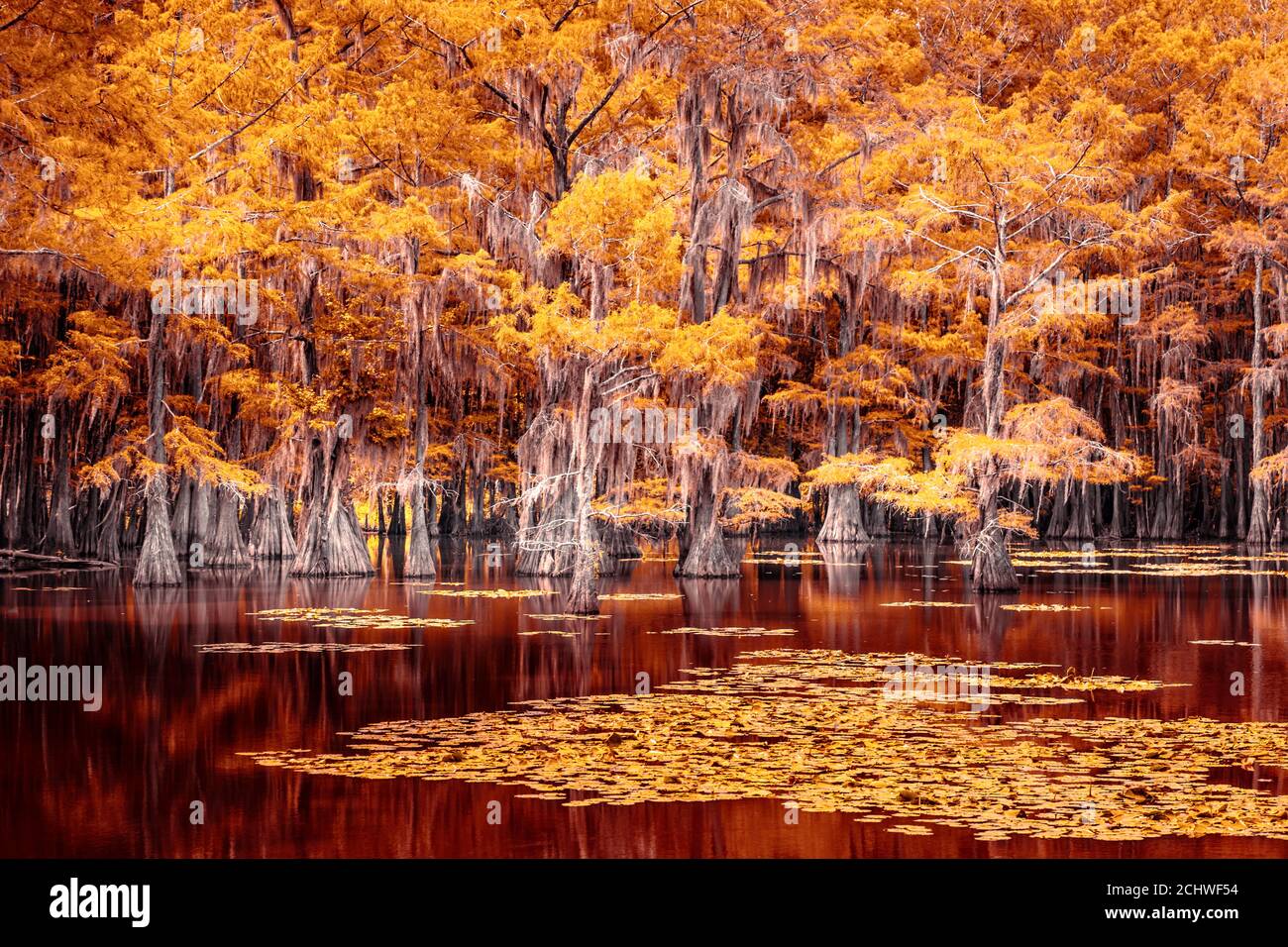 Paesaggio da favola al Caddo Lake state Park, Texas Foto Stock