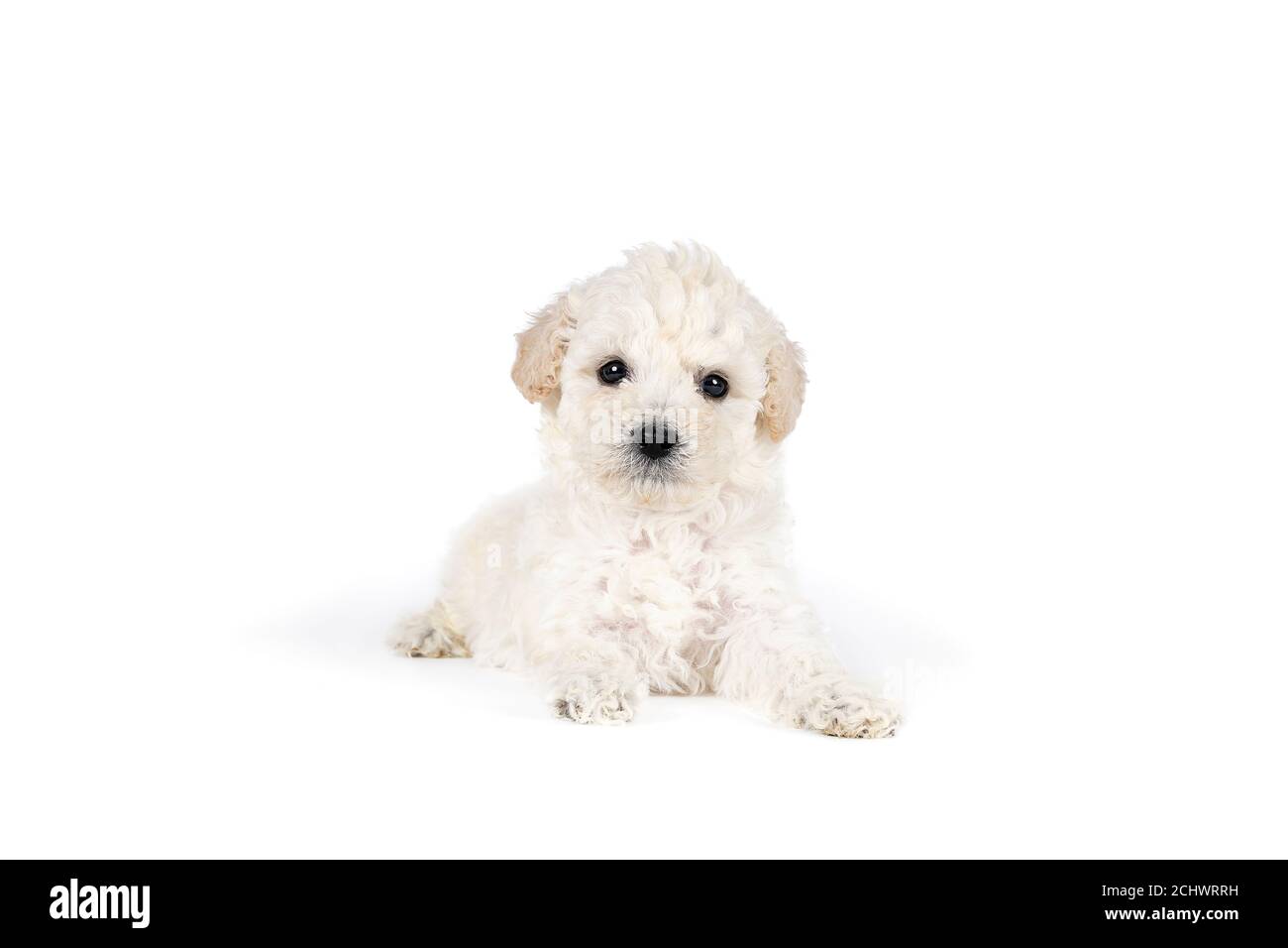 Una piccola poodle giocattolo in miniatura con pelliccia arricciata bianca contro sfondo bianco Foto Stock