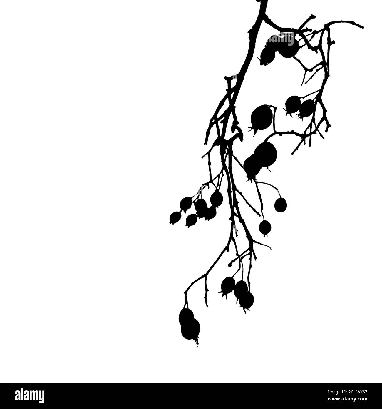 Frutti di Crataegus appesi su un ramo. Primo piano silhouette foto isolata su sfondo bianco Foto Stock