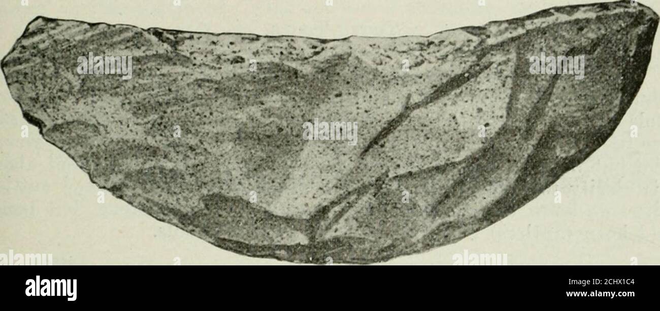 . Ontario Sessional Papers, 1905, No.11-14 . Fig. 3. (23,968) circa diam. J 1904 ARCH.^REPORT iOLOGICAL. 19 un altro e molto più grande esemplare di questo genere è figurato qui (figura 3, 23,968) dal lotto 17, concessione 12, Blenheim Township.IT è di calcare grossolano, gritty e lia sulla sua superficie soltanto un unegroove otto pollici e un quarto lungo, da cinque-ottanta a tre-quarti di un pollice largo, e da tre-ottanta a tre-quarti di pollice profondo. Anche la parte non scanalata della pietra è stata utilizzata per sfregamento. Questo campione fa parte della raccolta W. J. Wintemberg. Coltello Womans, (un Foto Stock . Ontario Sessional Papers, 1905, No.11-14 . Fig. 3. (23,968) circa diam. J 1904 ARCH.^REPORT iOLOGICAL. 19 un altro e molto più grande esemplare di questo genere è figurato qui (figura 3, 23,968) dal lotto 17, concessione 12, Blenheim Township.IT è di calcare grossolano, gritty e lia sulla sua superficie soltanto un unegroove otto pollici e un quarto lungo, da cinque-ottanta a tre-quarti di un pollice largo, e da tre-ottanta a tre-quarti di pollice profondo. Anche la parte non scanalata della pietra è stata utilizzata per sfregamento. Questo campione fa parte della raccolta W. J. Wintemberg. Coltello Womans, (un Foto Stock