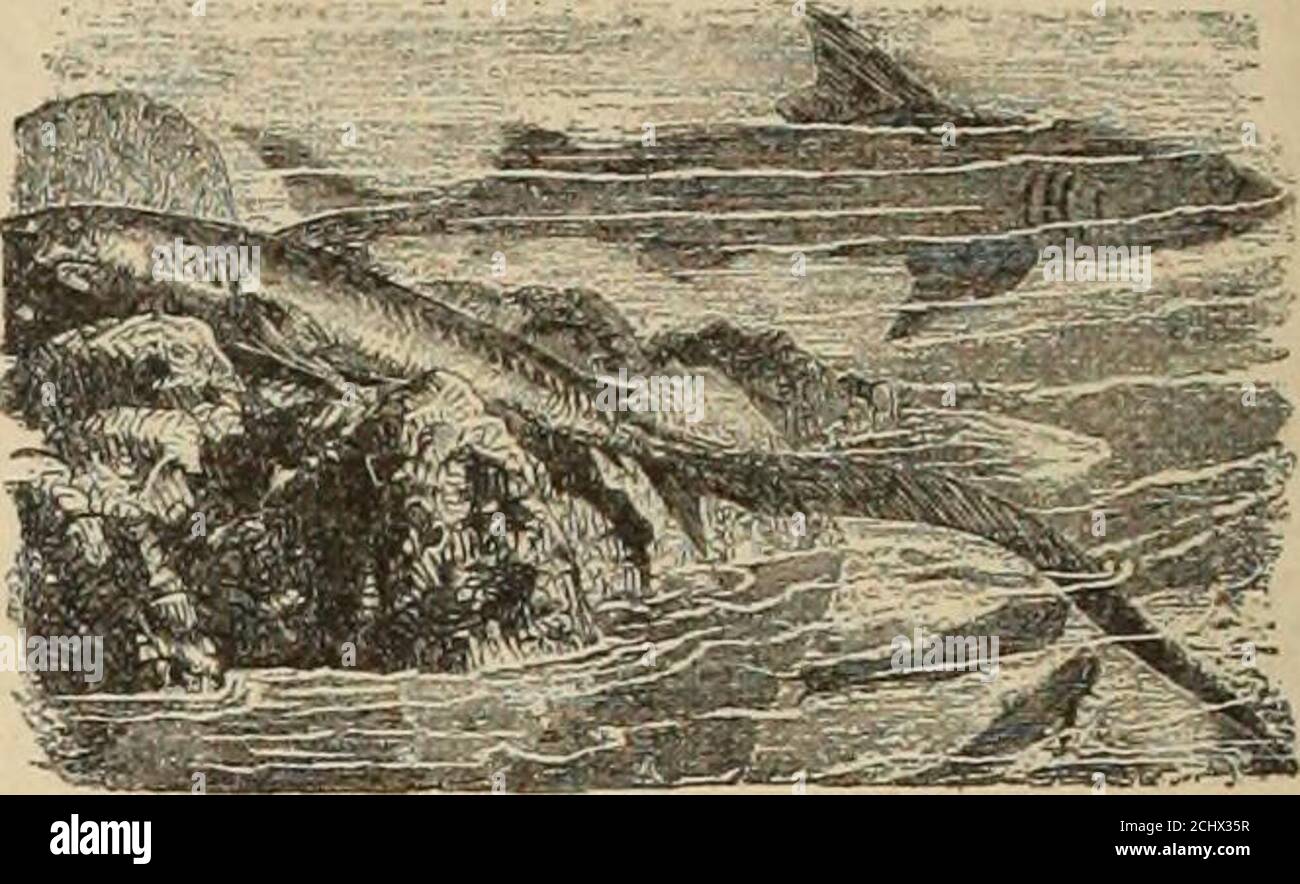 . Diccionario enciclopedico hispano-americano de literatura, siencias y artes. Edicion profusamente ilustrada con miles de pequeños grabados intercalados en el texto y tirados aparte, que reproducen las diferentes especies de los reinos animal, vegetal y mineral; los intrumentos y aparatos aplicados recidentemente á las ciencias, agricoltura, artes é industrias; planos de ciudades; mapas geográficos; monedas y medallas de todos los tiempos, etc., etc. s en terrenos hú-medos, prefiriendo los suelos arcillosos, no muyfuertes. Se cultia en grande escala en Inglate-rra, Suiza y Norte Foto Stock