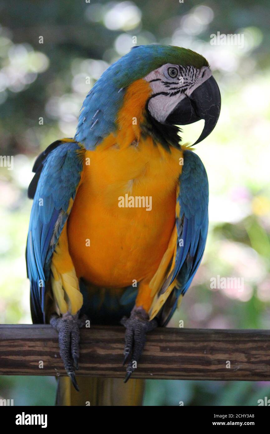 Questo incredibile Macaw Blue-and-Gold selvaggio - Ara ararauna - ci ha guardato mentre mangiavamo il nostro pranzo al nostro campo di spedizione nella giungla. Foto Stock