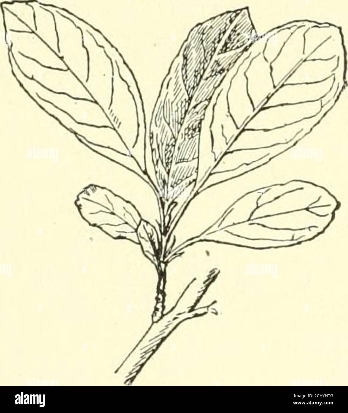 . Ciclopedia dell'orticoltura americana, comprendente suggerimenti per la coltivazione di piante orticole, descrizioni delle specie di frutta, ortaggi, fiori e piante ornamentali vendute negli Stati Uniti e in Canada, nonché schizzi geografici e biografici, e una sinossi del regno vegetale. 1990. 1989. Prunus pumila - Ciliegio di sabbia (X 3^). 16. Gins molto callous-serrate: fls. Piccolo, fragrante, bianco, in piccoli cumuli terminali in maggio e giugno (a NewYork), che appare quando l'albero è in foglia quasi piena: fr. Molto piccolo, rosso scuro, non commestibile. Medio e Sud Europa e. Foto Stock