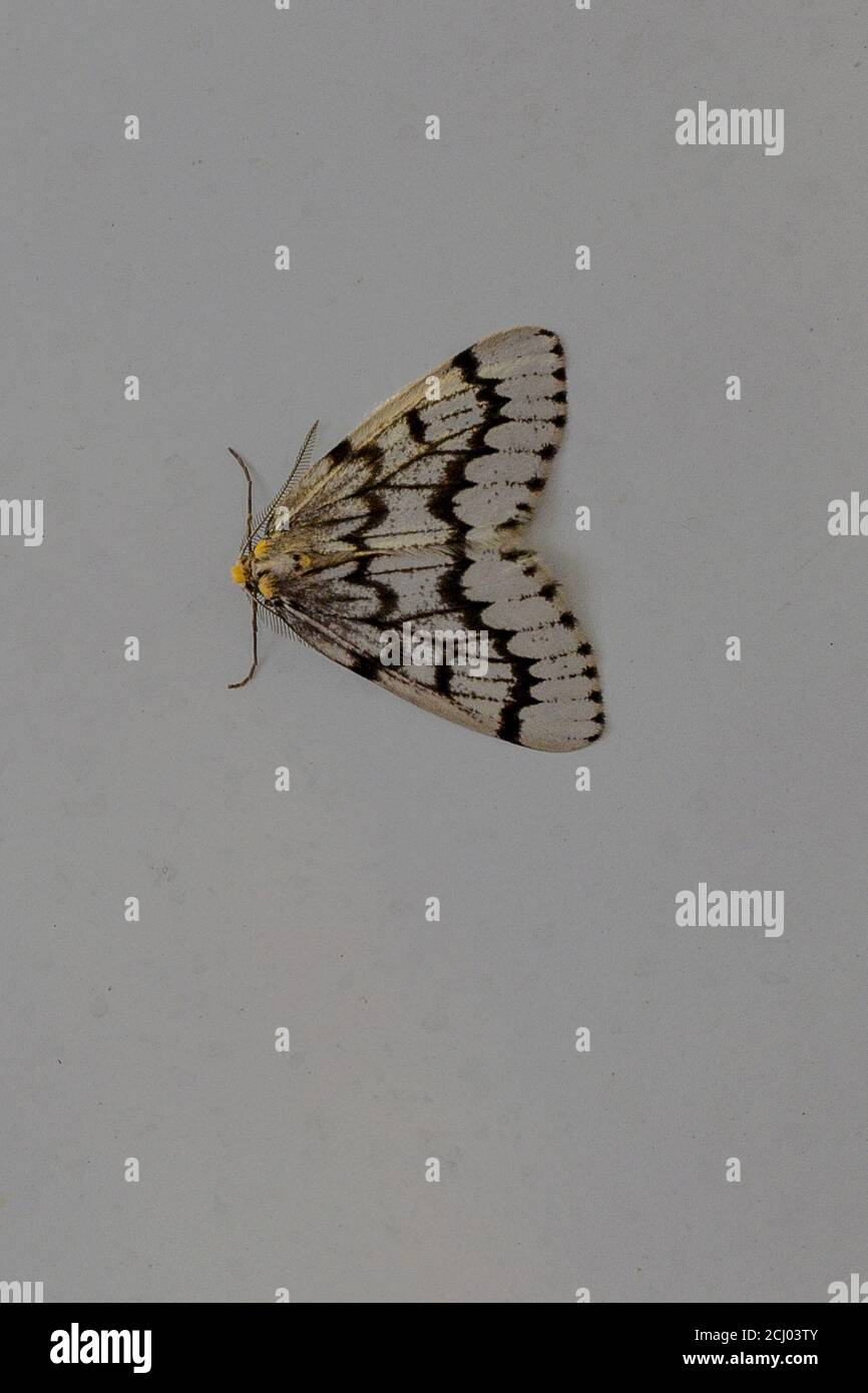 False Hemlock Looper Moth, Nepytia canosaria, Vancouver, British Columbia, Canada Foto Stock