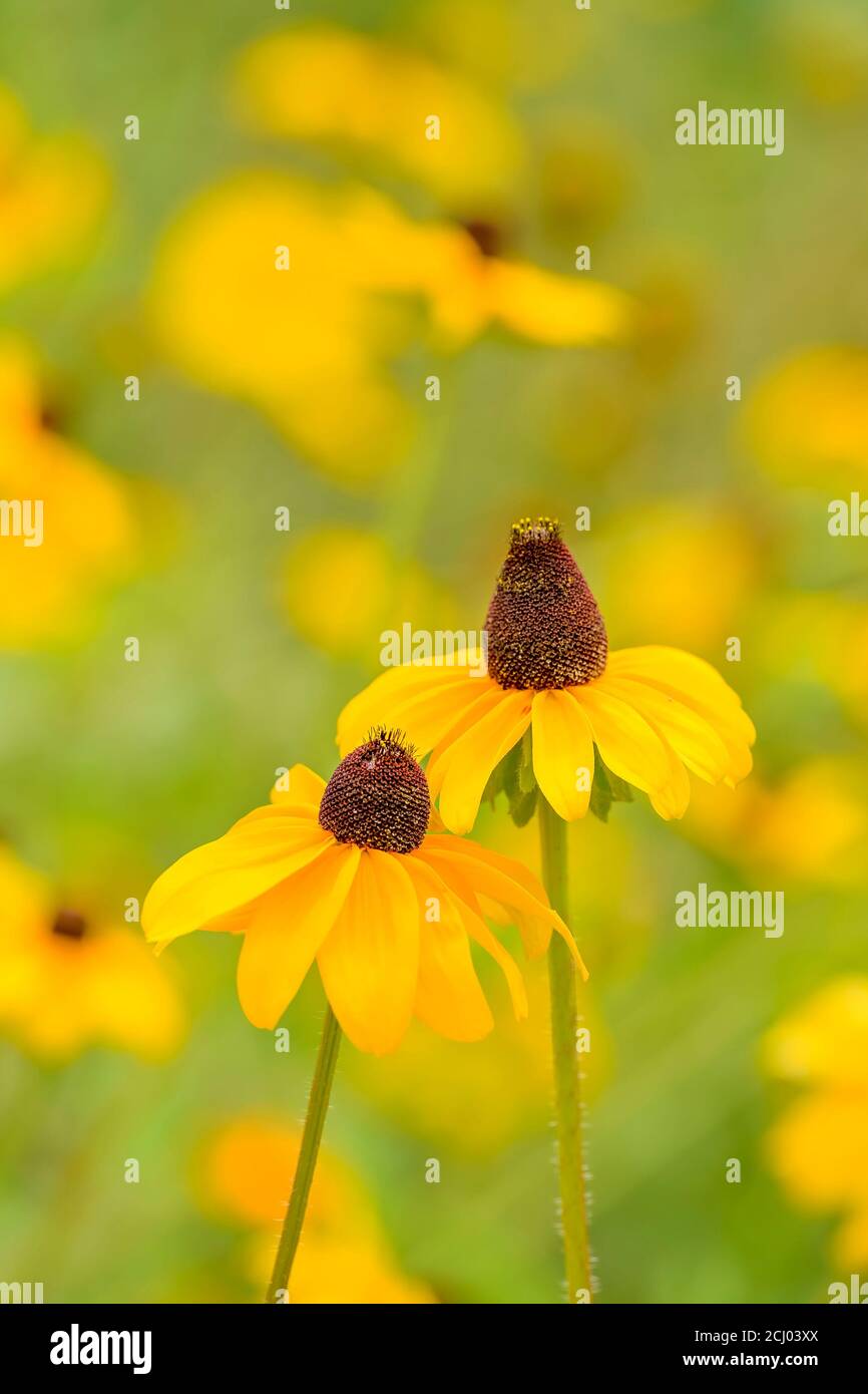Fiori di susan dagli occhi marroni. Foto Stock