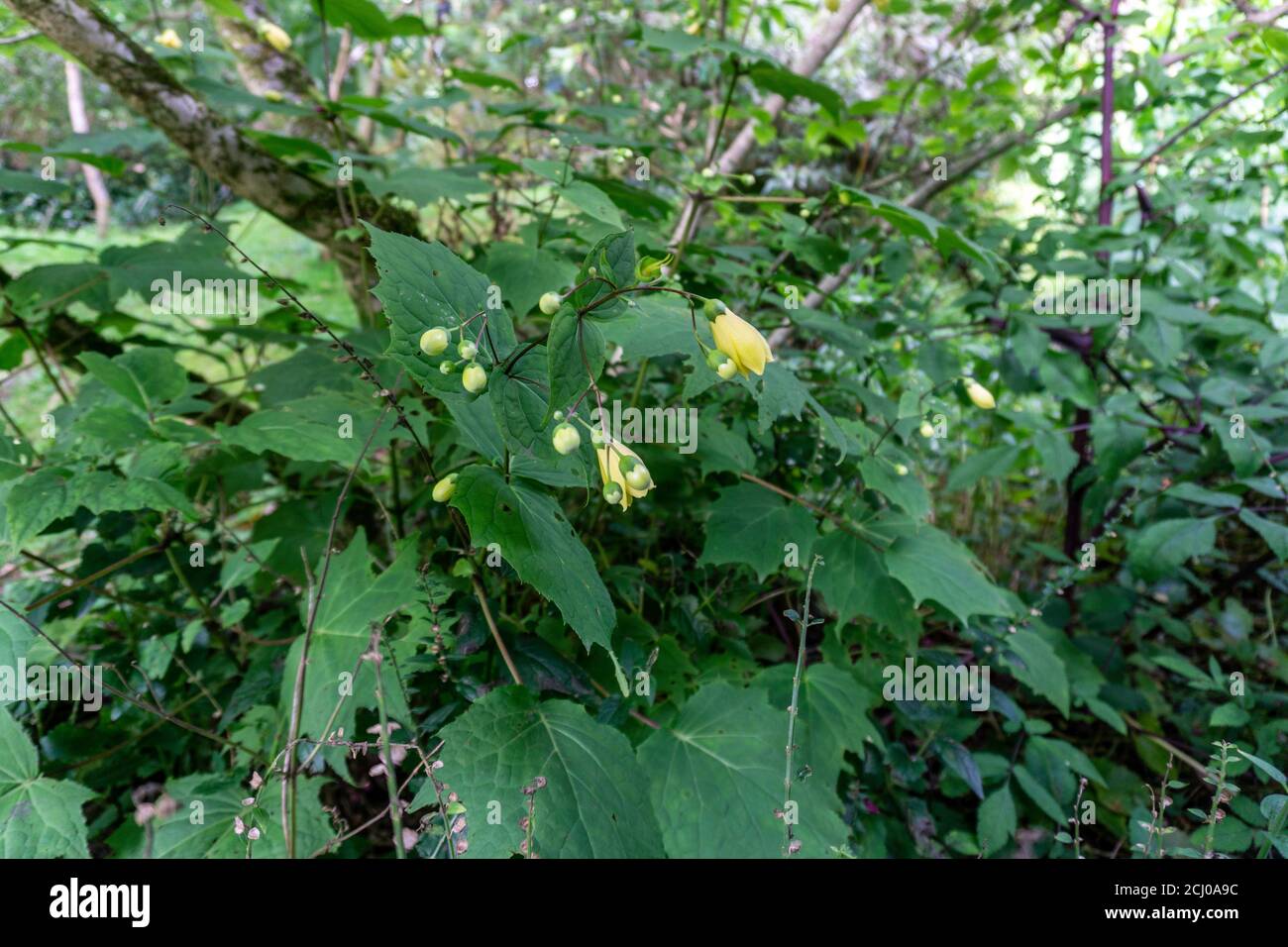 Kirengeshoma palmata, una pianta con grandi foglie di palmate, e fiori gialli a forma di campana. Foto Stock