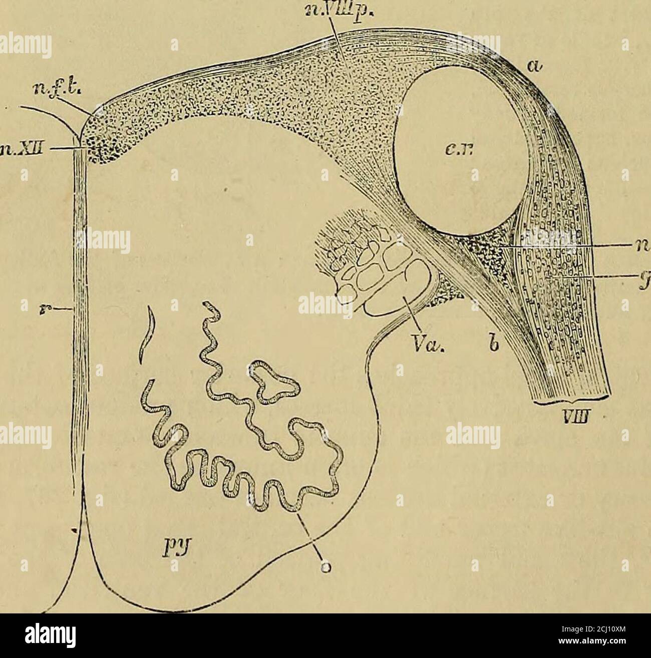 . Elementi anatomici di Quain. E da spingere lateralmente mentre si apre il canale centrale, in modo che nel pavimento del ventricolo giace fuori dal nucleo ipoglosso (fig. 268, n. X.). Il gruppo o colonna di cellule in questione corrisponde alla prominenza della ala cinerea wdiichappears sulla superficie, e si estende in avanti fino alla fovea pos-terior. Da essa sorgono successivamente fasci di fibre delle radici dell'accessorio spinale, vagus e nervi glosso-fariugei (11°, 10° e 9° nervi cranici): Quelli delle radici superiori dell'accessorio spinale nella parte inferiore del midollo Foto Stock