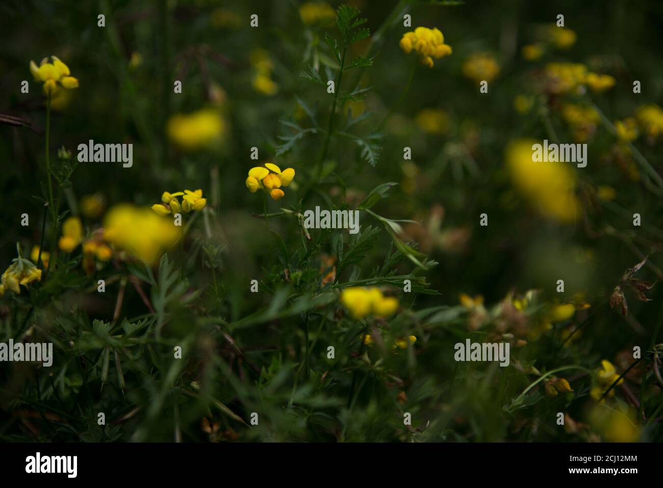 Fiori selvatici gialli che crescono nel Parco Nazionale della Valle di Cuyahoga Foto Stock