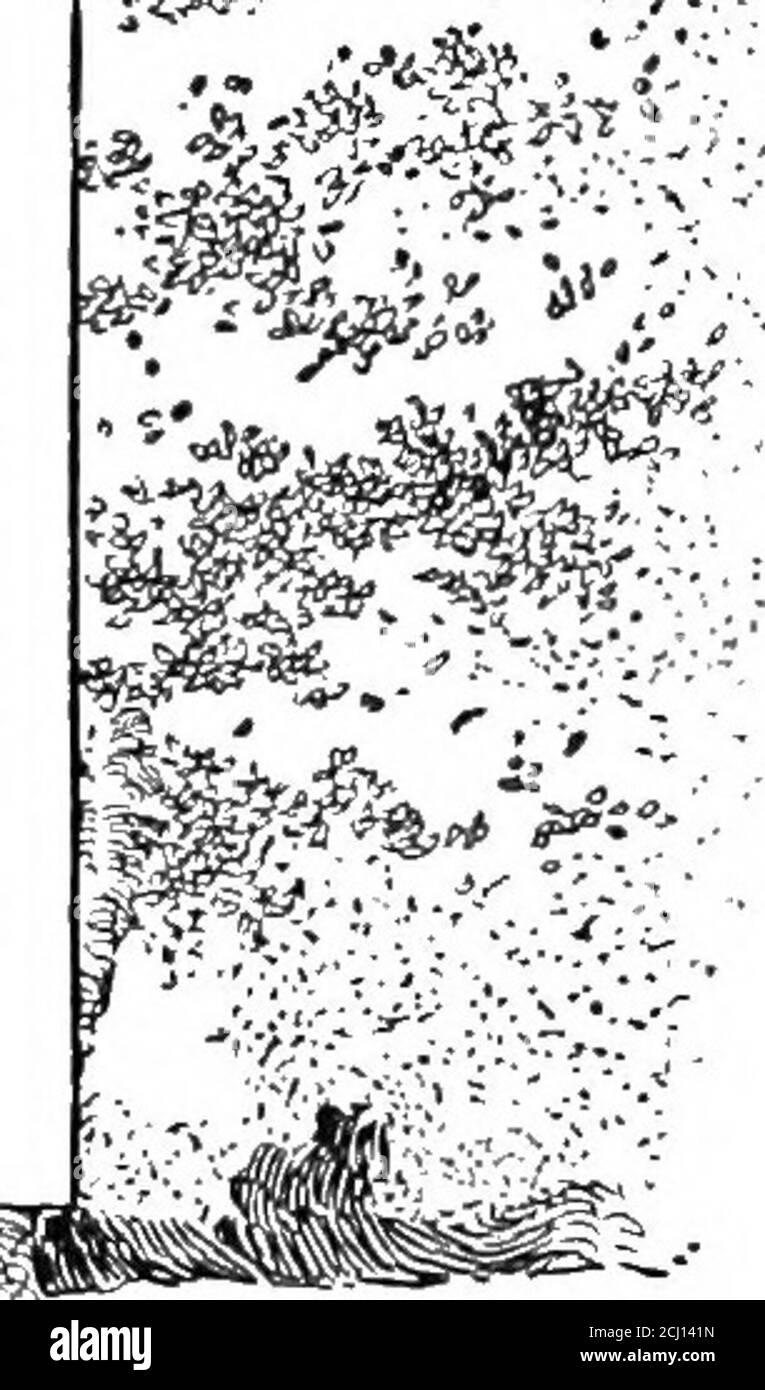 . Il libro dei mesi . •*^? P t.. ■■v.r; S&r -. ■: , • ■ •.■.■■•L s! ^i ■vmji ,.5^i ■■•k:-r- h.. -i^f^ •; -V -.fi® % :^;fi4 -^ij-;5; ■ ■-;;- .i!---;;.; .!r!: , .• .- .• ■.■•,^ V ■■/^•/■■-■..--■■i::. ■}]^:^m ■fi: rf-S., ■-■■.-.• 3? &gt;x.m^ :;:^f J-&gt;J ^&gt; &lt;.:-«^ ■ y--S^ :y:-^&lt; ■-■■ .^^f^% i^^:/^ IL LIBRO DEI MESI di mediocrità. Infatti, discutere di lui a tutti sembra sottintendere che non siete in quella calma cornice ofmind a cui solo può discutere essere redditizio, e la violenza che segna la sua musica anddramma sembra immediatamente infettare la mente di hiscritic. Più strano di tutti, anche a. Foto Stock