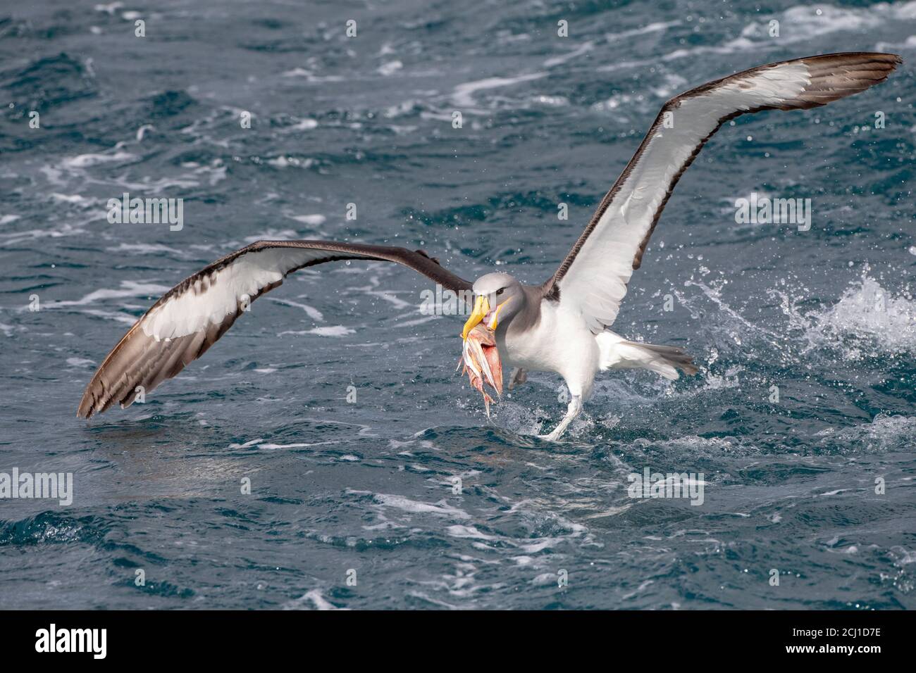 Chatham albatross, Chatham mollymawk, Isola mollymawk (Thalassarche eremita), adulto che vola sopra l'oceano pacifico, Nuova Zelanda, Isole Chatham Foto Stock