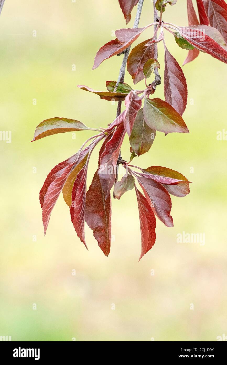 Albero ornamentale di mela (Malus purpurea 'nana viola', nana viola Malus purpurea), foglie di nana viola cultivar Foto Stock