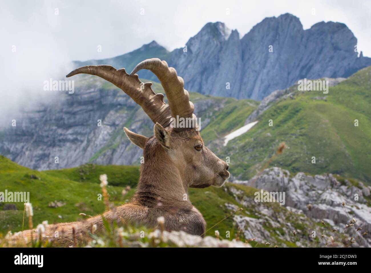 Stambecco alpino (Capra stambex, Capra stambex), poggia di fronte al paesaggio montano, Svizzera, Alpstein, Saentis Foto Stock