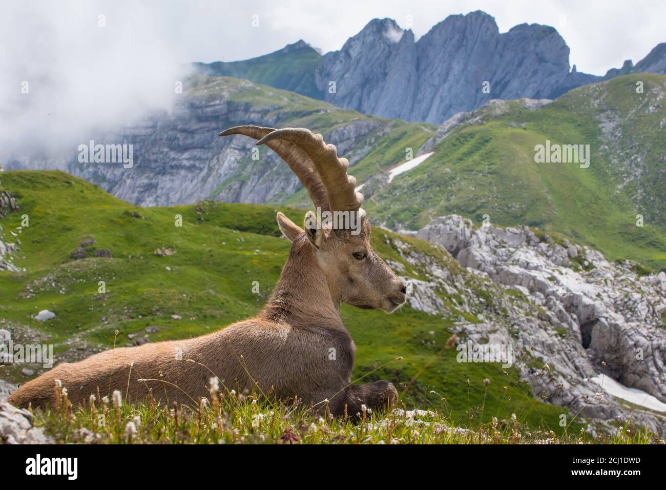 Stambecco alpino (Capra stambex, Capra stambex), poggia di fronte al paesaggio montano, Svizzera, Alpstein, Saentis Foto Stock