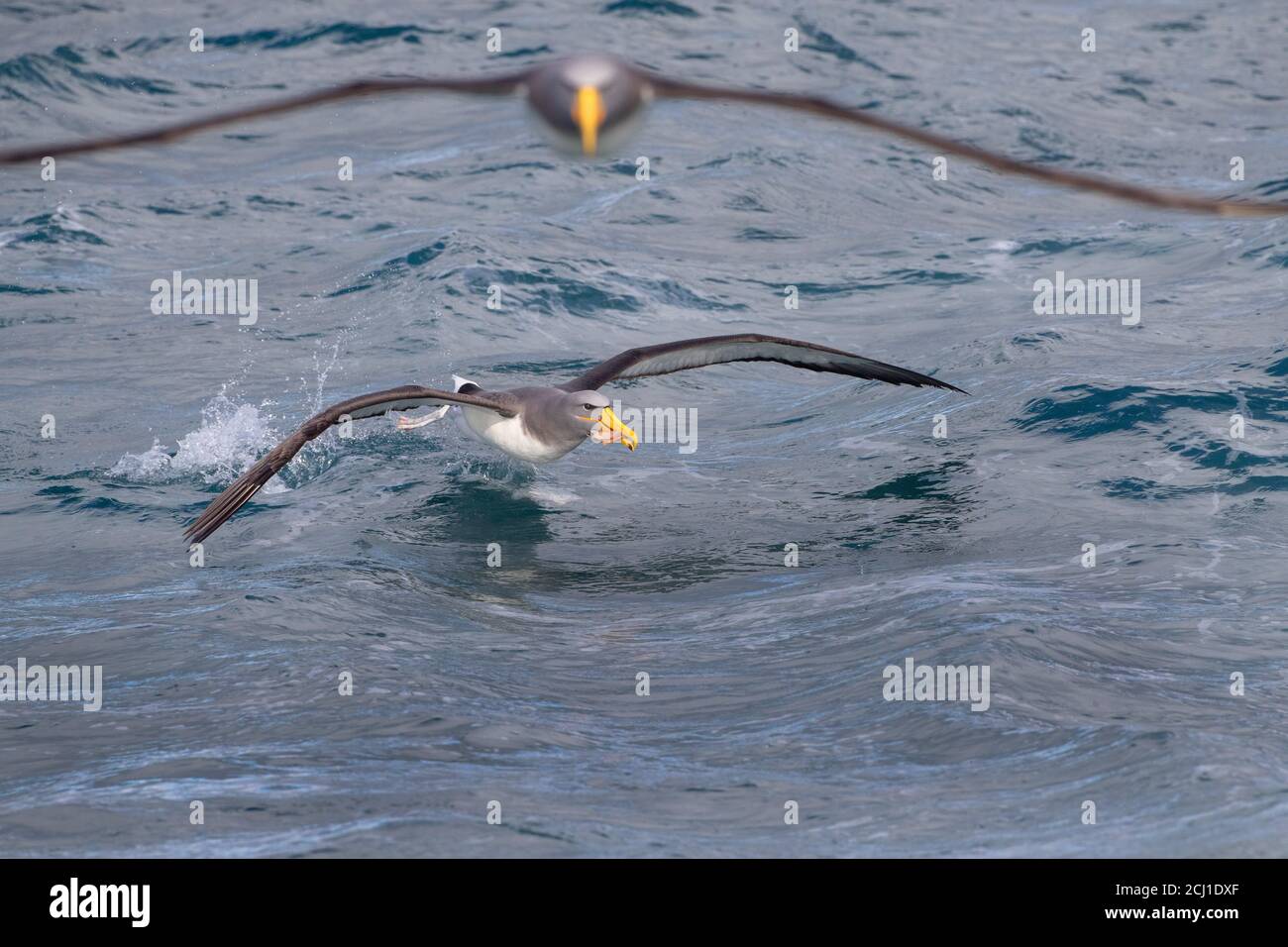 Chatham albatross, Chatham mollymawk, Island mollymawk (Thalassarche eremita), in mare, con pesci e con un altro uccello in volo, Foto Stock