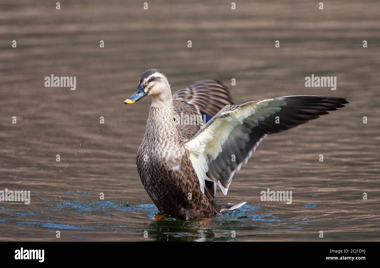 Anatra alla fiacca orientale, anatra cinese macchiata (Anas zonorhyncha, Anas poecilorhyncha zonorhyncha), nuoto in un lago, flapping le ali, Giappone Foto Stock