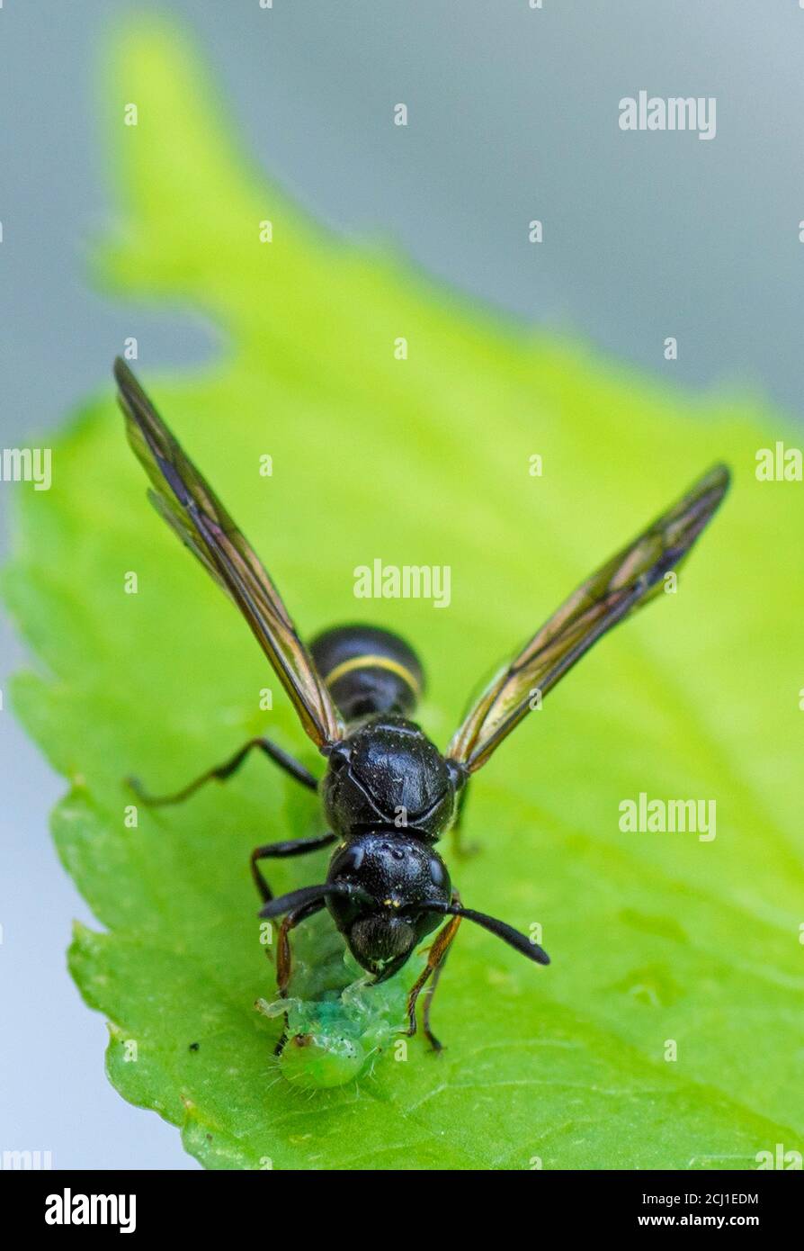 mason vespe (Discoelius zonalis), alimenta un piccolo insetto, Germania, Baviera Foto Stock