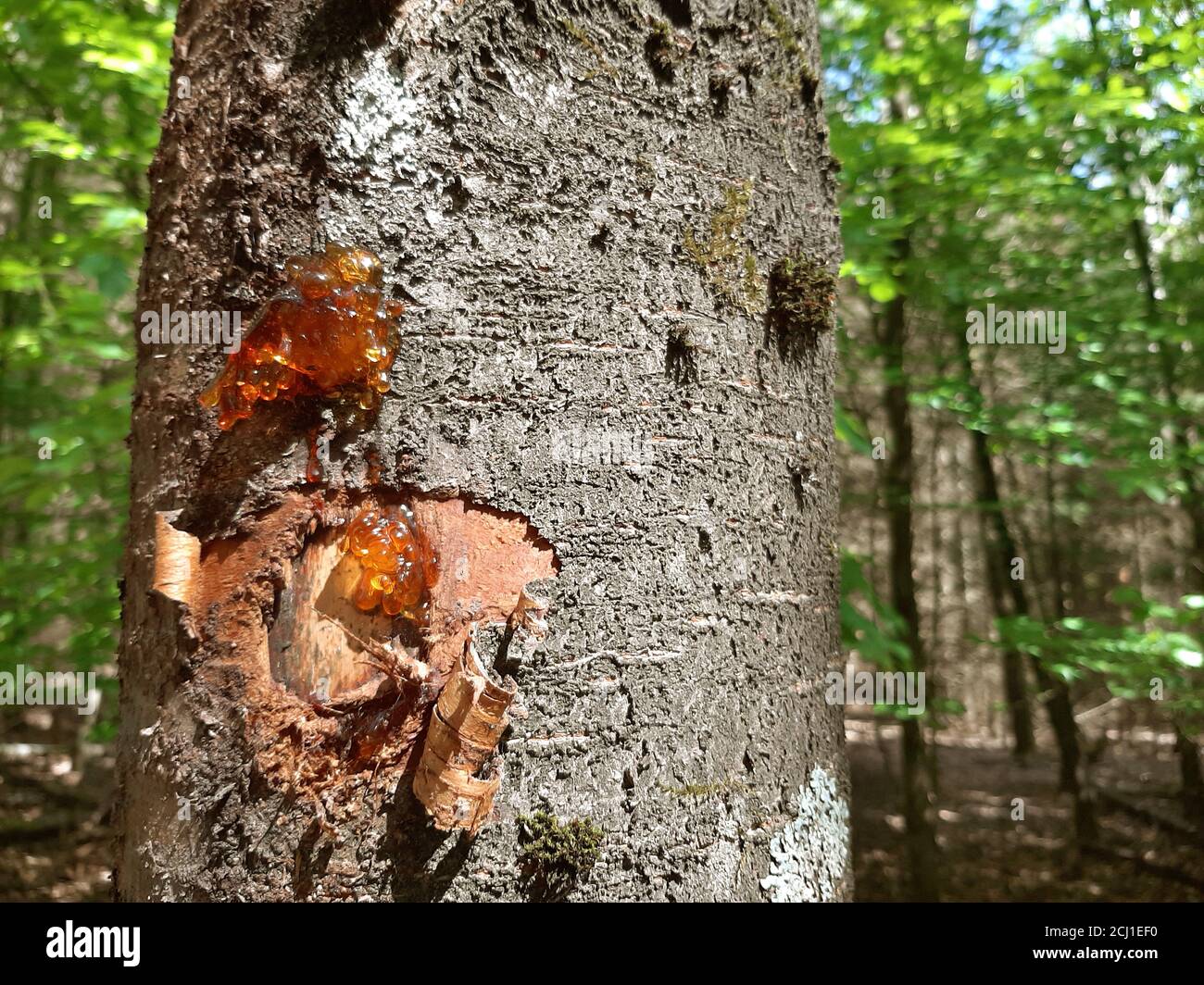 Ciliegio selvatico, ciliegia dolce, gean, mazzard (Prunus avium), danno ad un tronco di albero con resina di albero dopo i lavori di foresta, Germania Foto Stock