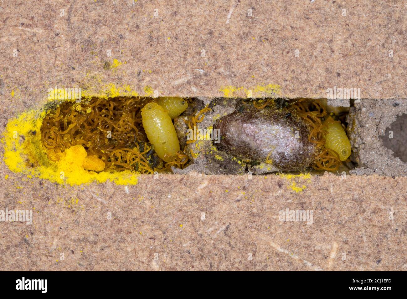 Mosca drosophilid, mosca di Houdini (indagatore di Cacoxenus), mosca maggot e feci all'interno di una cellula riproduttiva parassita di Osmia bicornis, Germania Foto Stock