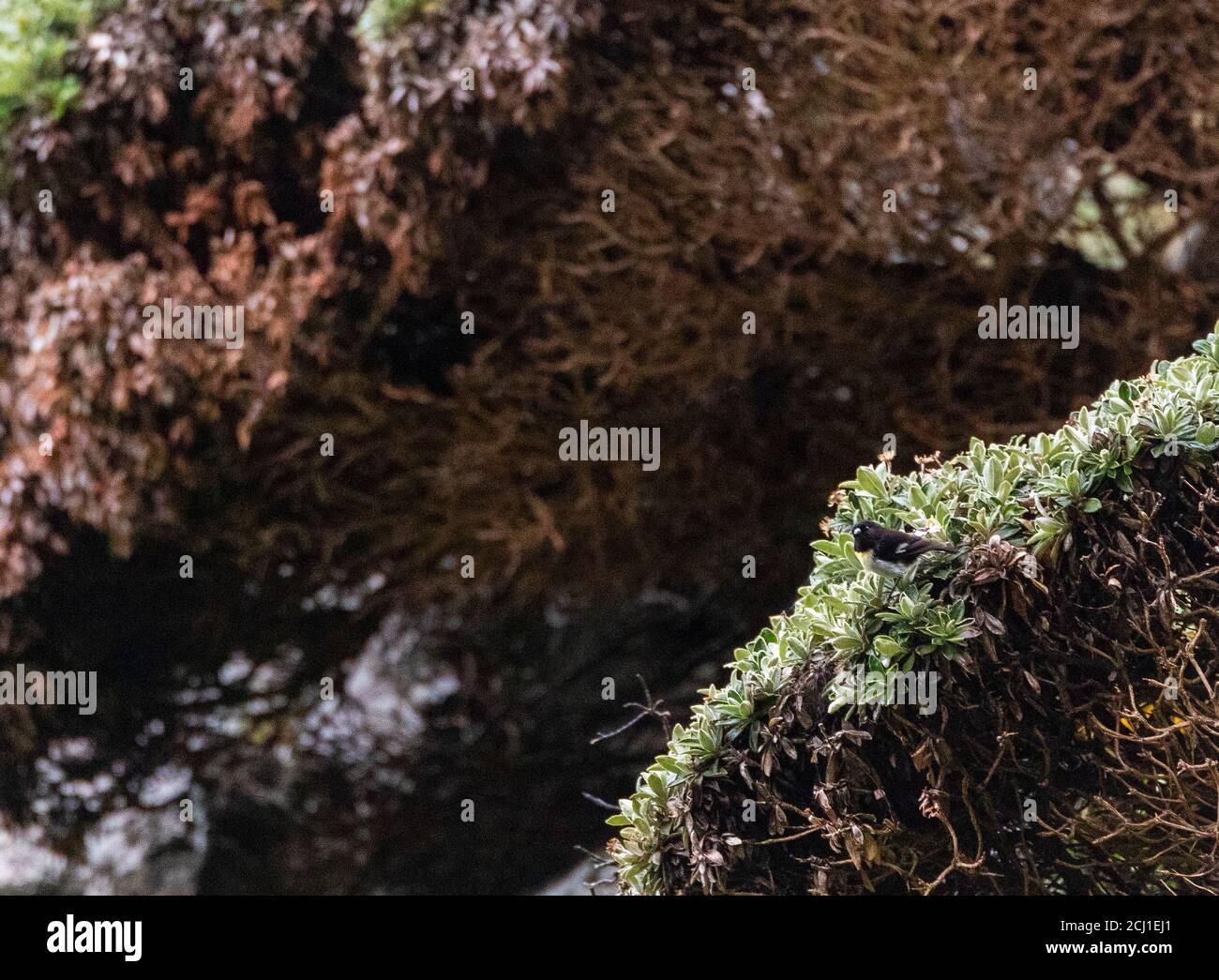 Chatham Island Tomtit (Petroica macrocephala chathamensis, Petroica chathamensis), maschio seduto in cima ad un cespuglio sull'isola di Mangere, Nuova Zelanda, Foto Stock