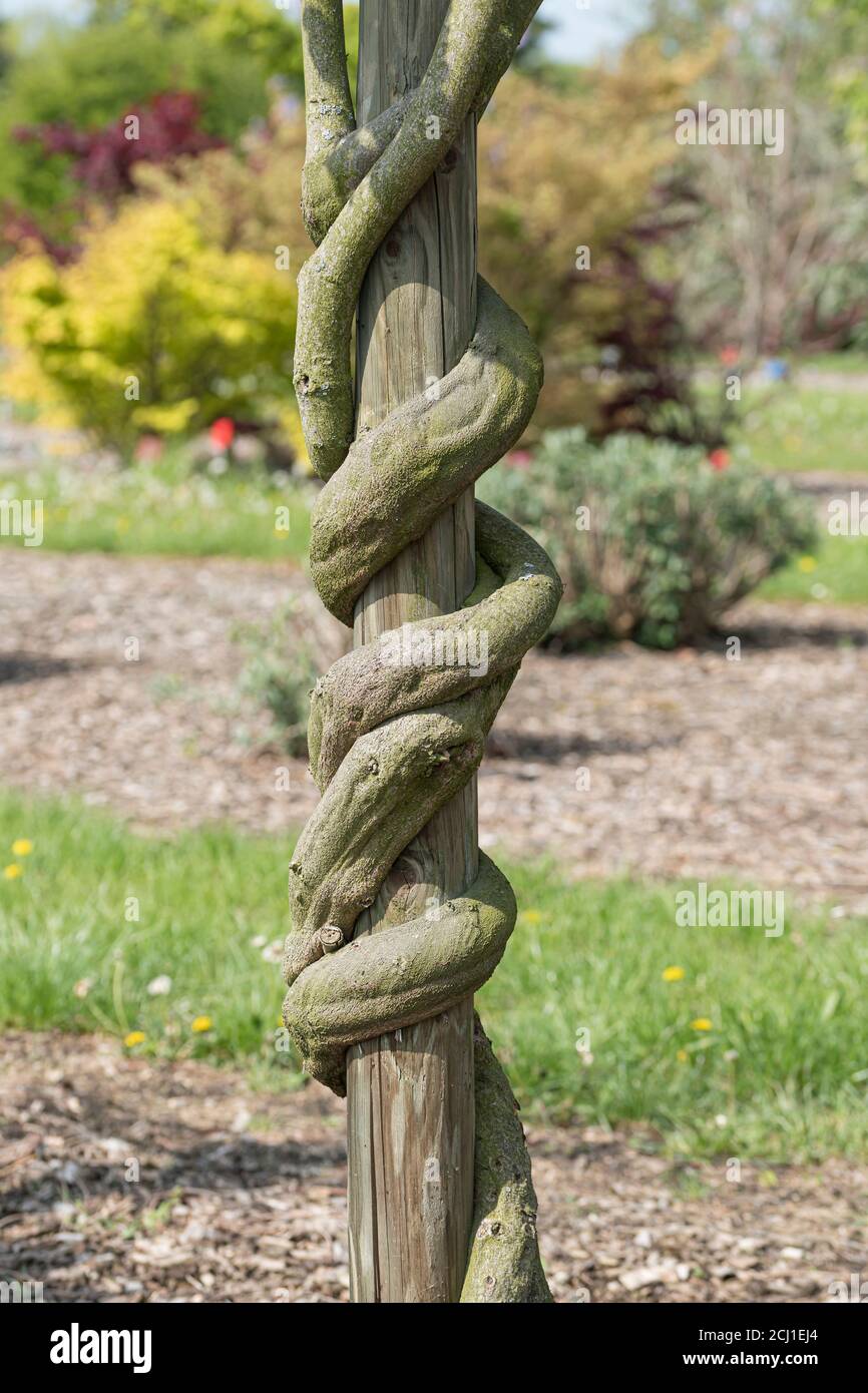 Wisteria cinese (Wisteria sinensis 'Texas Purple', Wisteria sinensis Texas Purple), tronco di cultivar Texas Purple Foto Stock