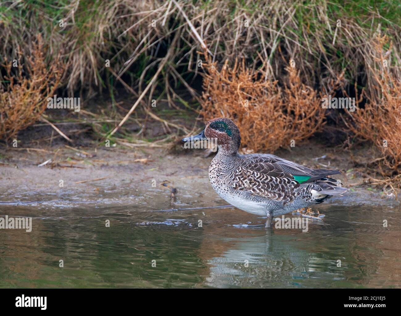 Verde-alato teal (Anas crecca), maschio primo-inverno in piedi in acque poco profonde, Paesi Bassi Foto Stock