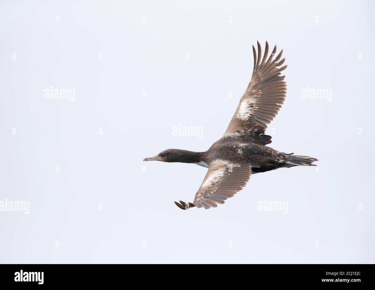 Chatham Shag, Chatham Island shag (Leucocarbo onslowi), immaturo in volo, criticamente minacciato Chatham Shag, endemico delle isole Chatham, New Foto Stock