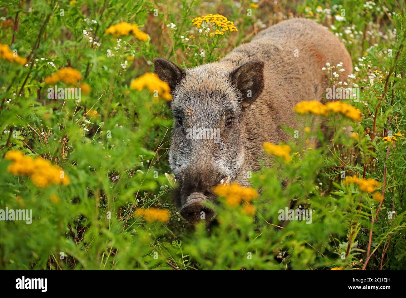 Cinghiale, maiale, cinghiale (Sus scrofa), tusker in erba alta con tansy in estate, Germania Foto Stock