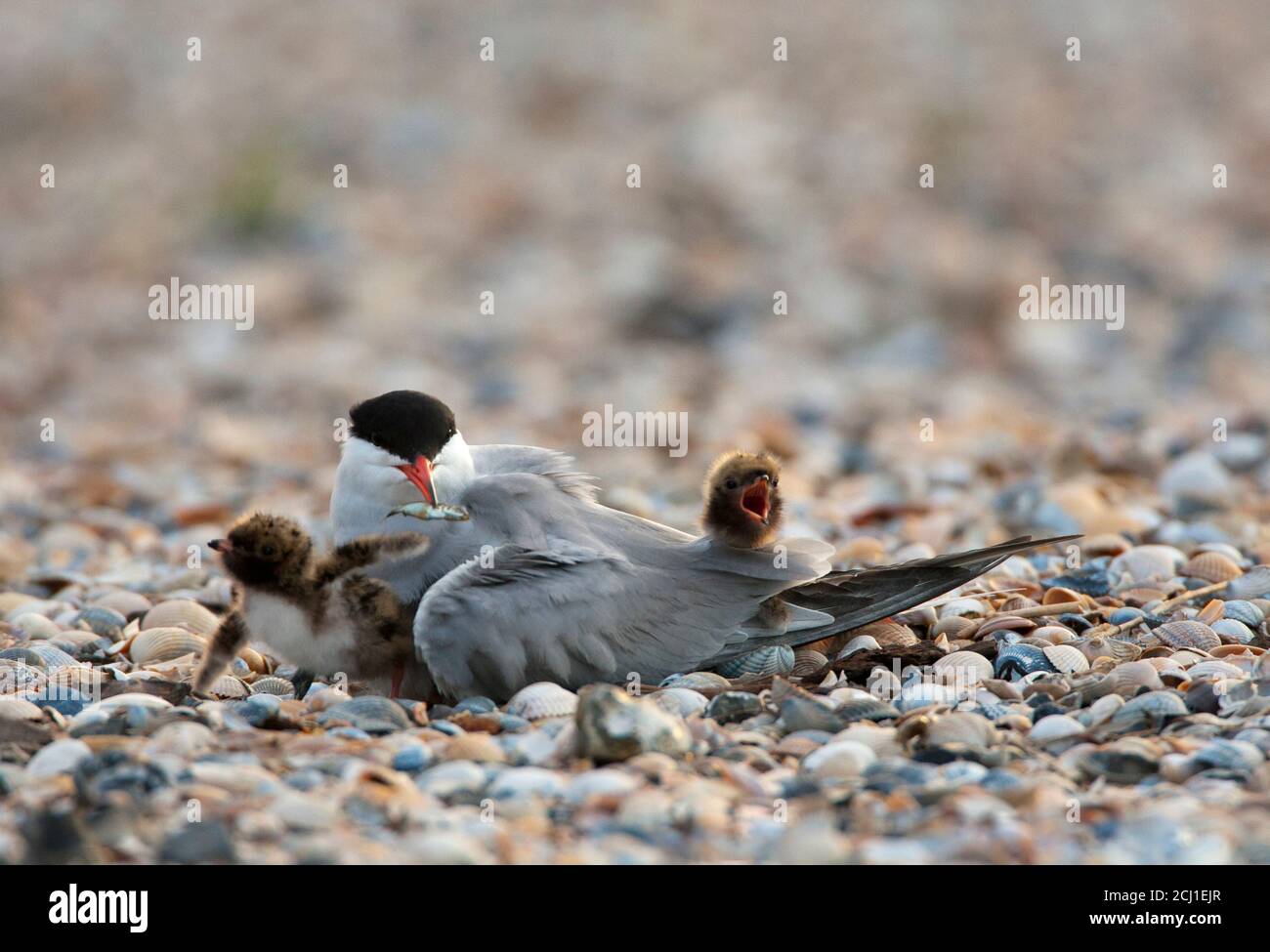 Terna comune (Sterna hirundo), che si allevava sul suo nido con due cazzo che imploravano, i Paesi Bassi, Texel Foto Stock