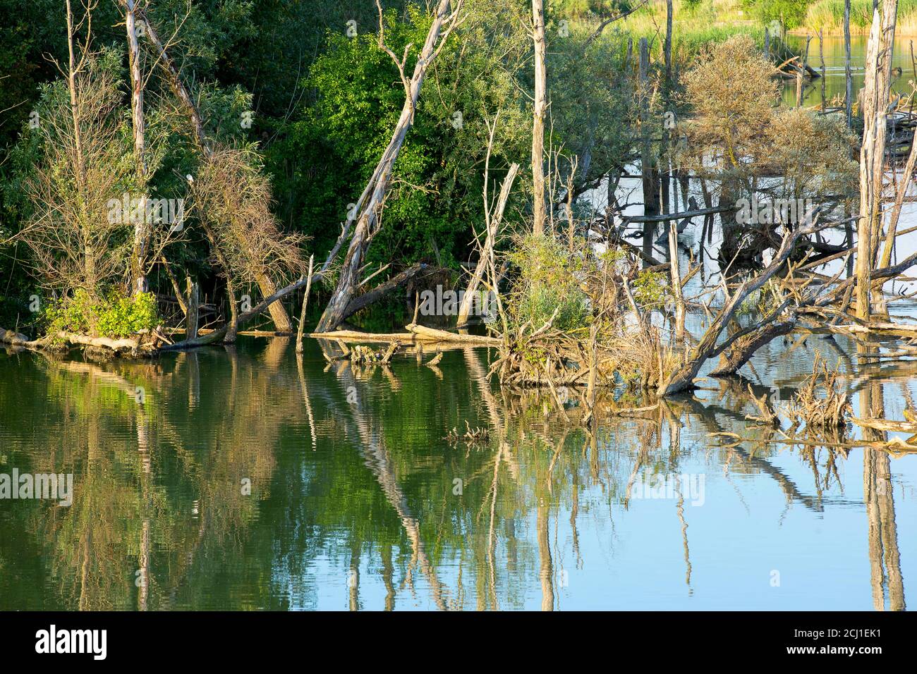 Area di sviluppo naturalistico nel Parco Nazionale del Biesbosch, Paesi Bassi, Noord-Brabant, Parco Nazionale De Biesbosch, Noordwaardpolder Foto Stock