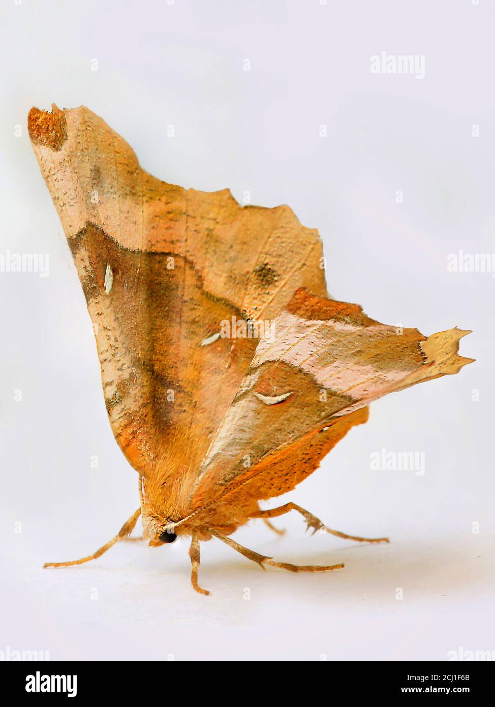 Porpora, Lunar Thorn (Selenia tetralunaria), ritaglio, Germania Foto Stock