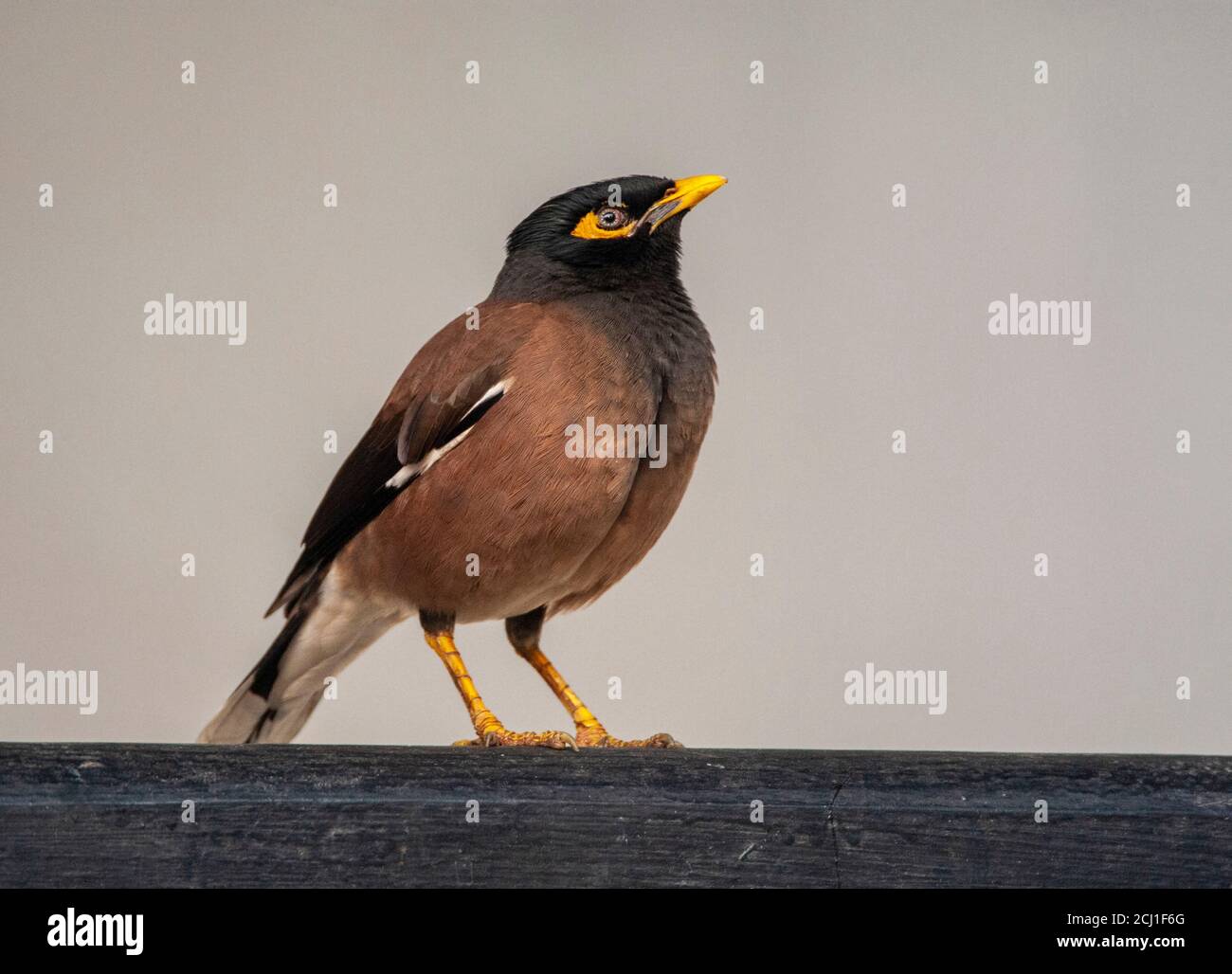 Mynah comune (Acristheres tristis), adulto seduto su fench di legno, leggermente rivolto verso l'alto, India, Foto Stock