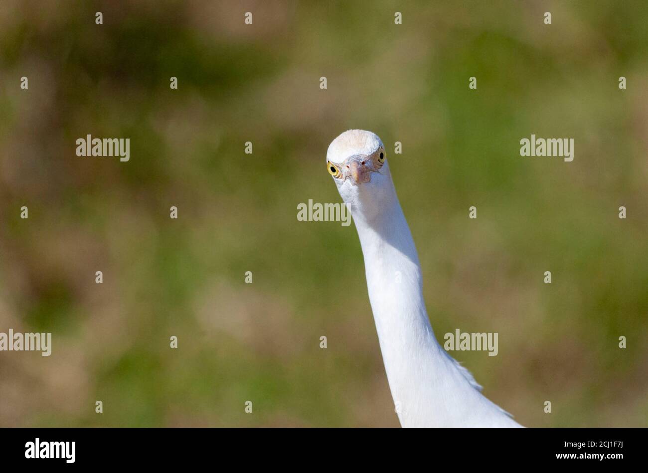 Egret bestiame orientale (Busulcus coromandus), guardando in macchina fotografica, India Foto Stock