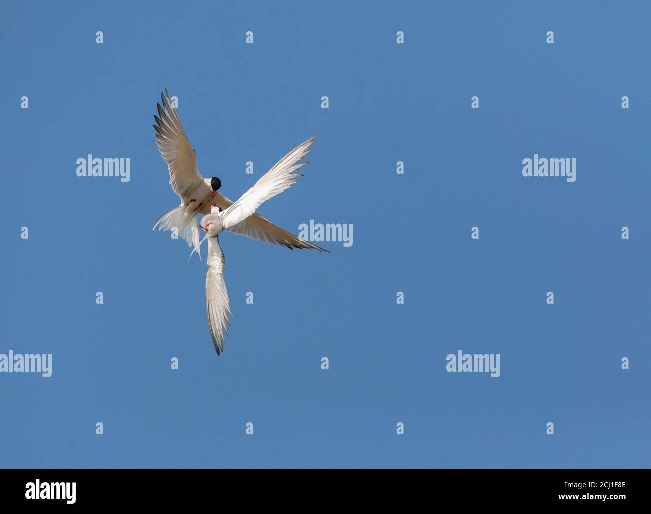 Terna comune (Sterna hirundo), due Terne comuni combattenti a mezz'aria, Paesi Bassi, Texel Foto Stock