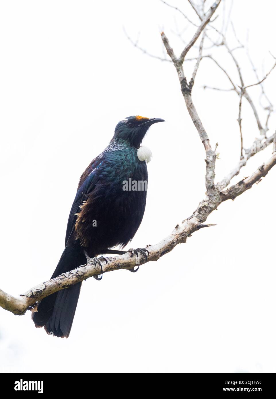 Chatham Island Tui (Prosthemadera novaeseelandiae chathamensis, Prosthemadera chathamensis), arroccato su una succursale, Nuova Zelanda, Isole Chatham, Foto Stock
