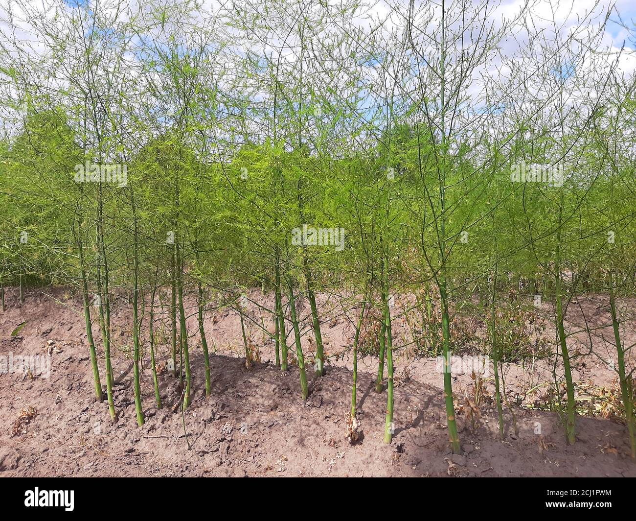 Asparagi da giardino, Gras di passero, Asparagi selvatici (Asparagus officinalis), piante verdi in un campo, Germania Foto Stock