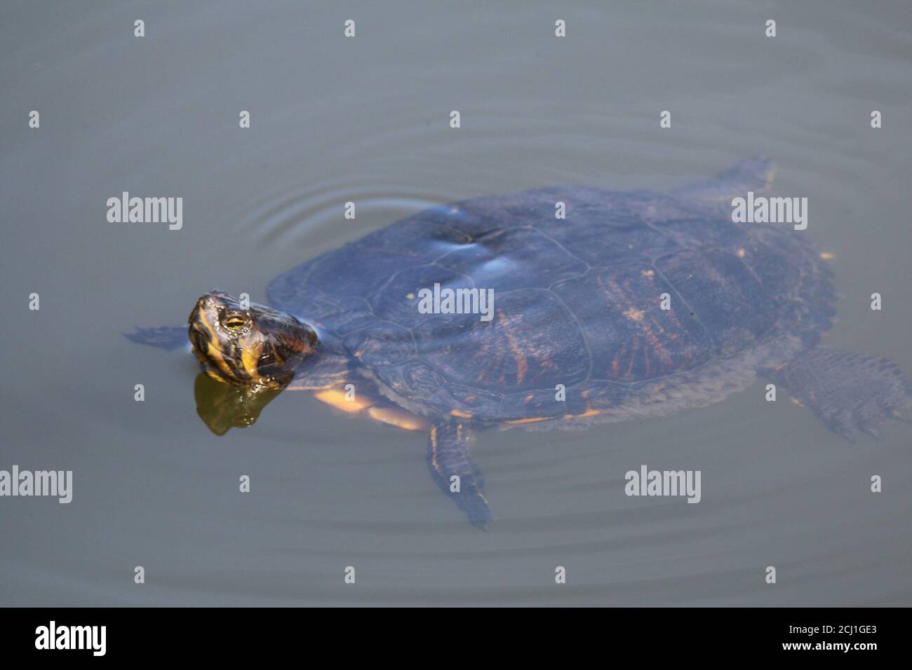 Cursore, cursore comune, cursore stagno, tartaruga gialla (Trachemys scripta scripta, Pseudemys scripta scripta, Chrysemys scripta scripta), Foto Stock